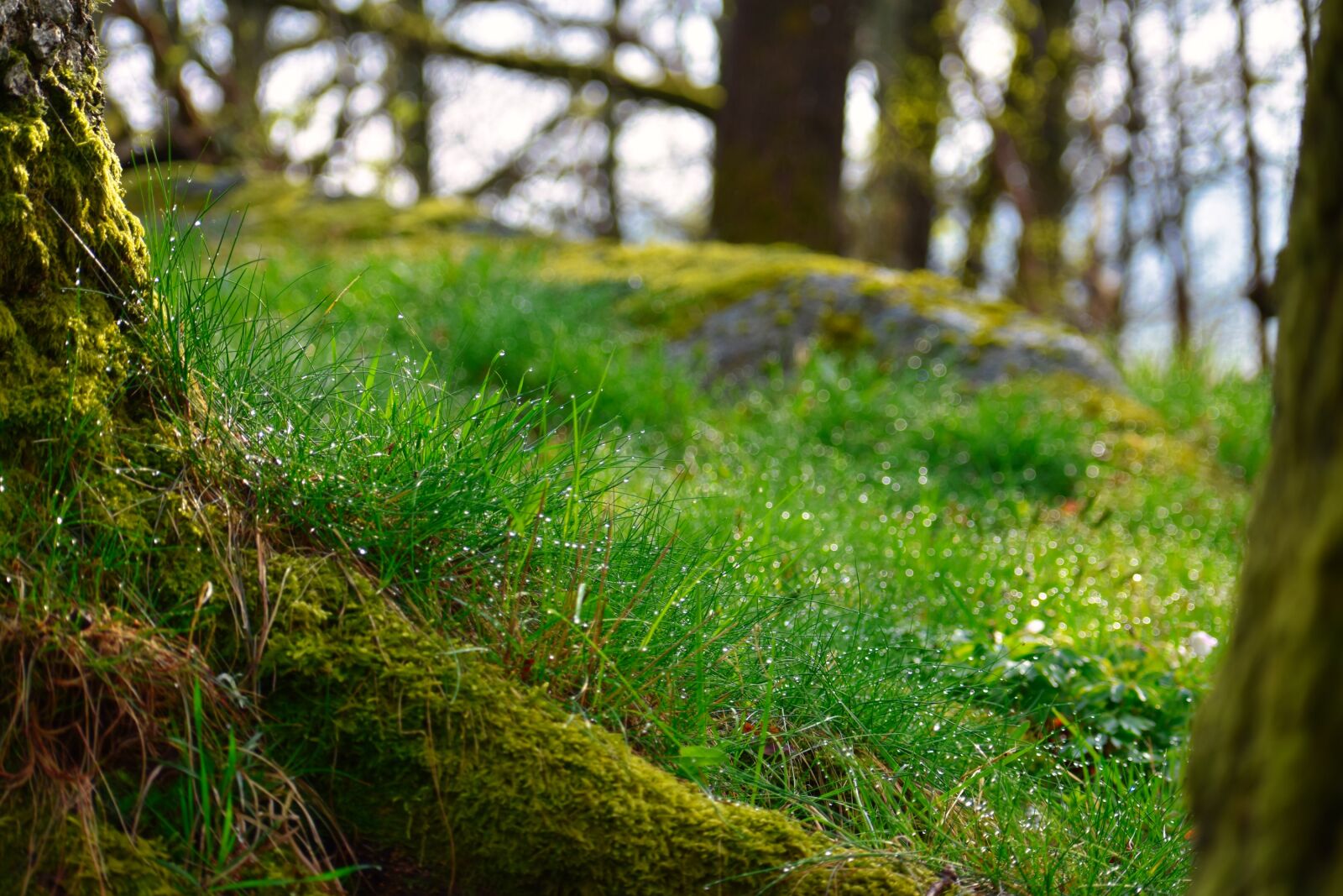 Nikon D3400 sample photo. Woodland, forest floor, forest photography
