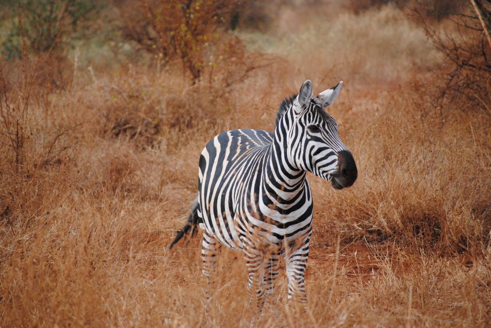 Nikon D3000 sample photo. Kenya, africa, safari photography