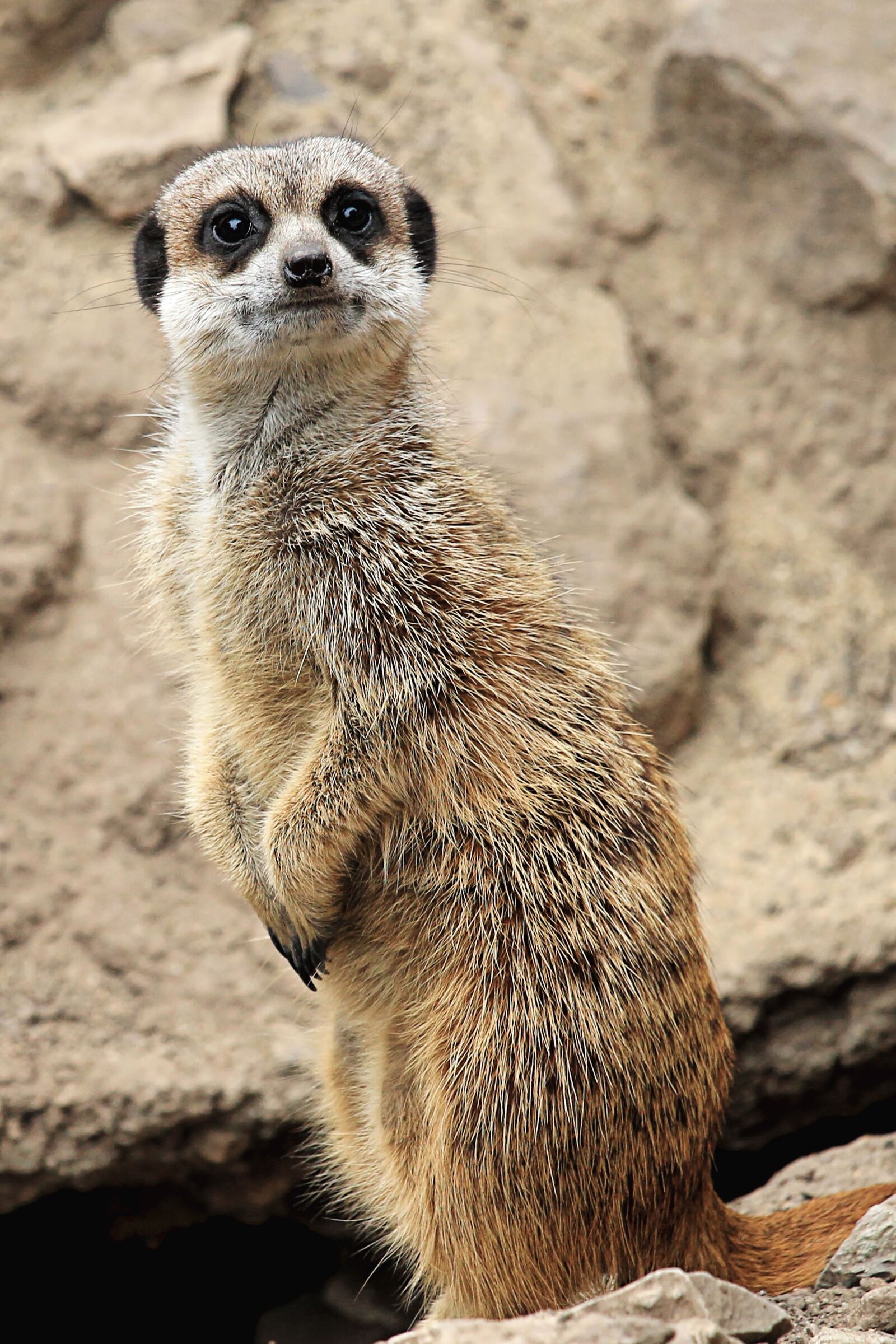 Canon EOS 1100D (EOS Rebel T3 / EOS Kiss X50) + Canon EF-S 55-250mm F4-5.6 IS STM sample photo. Meerkat, cute, animal photography