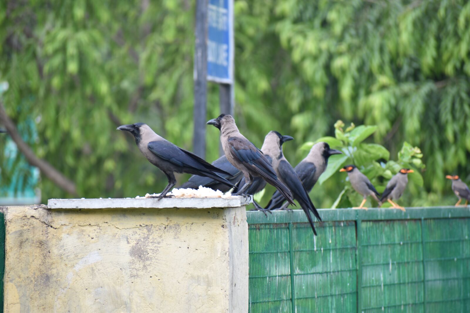 Nikon D5600 sample photo. Crow, house crow, corvus photography