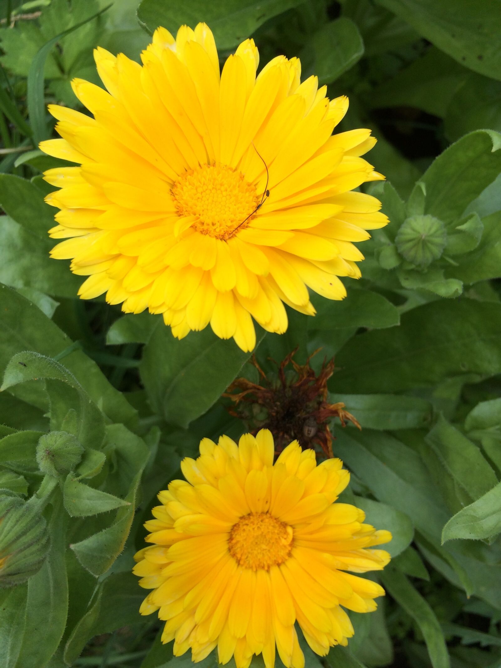 Apple iPhone 5s sample photo. Plant, flower, blossom photography