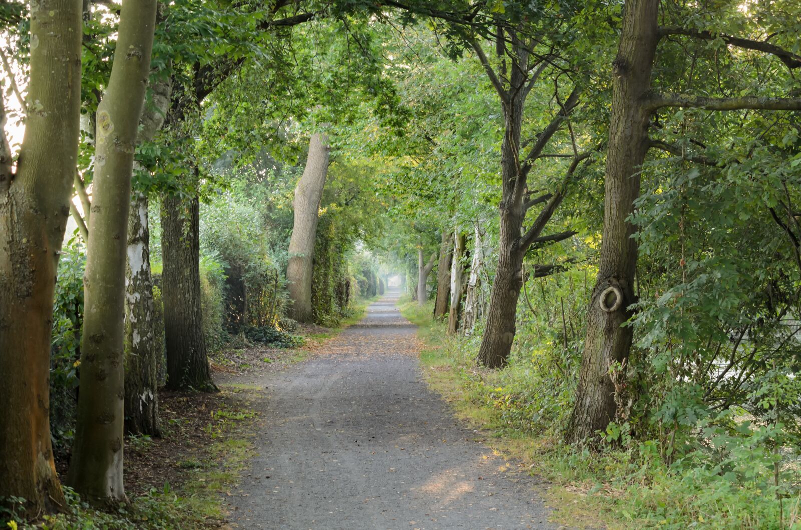 Nikon D5100 sample photo. Nature, environment, pure relaxation photography