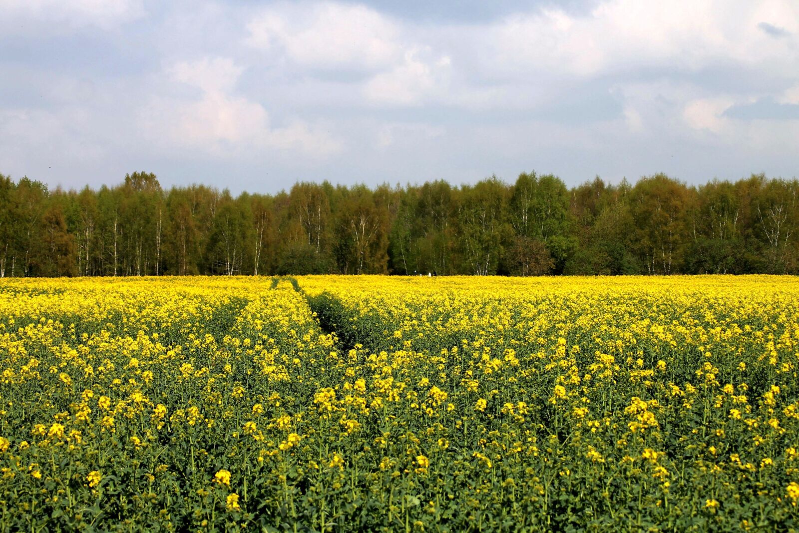Canon EOS 1100D (EOS Rebel T3 / EOS Kiss X50) sample photo. Oilseed rape, rape blossom photography