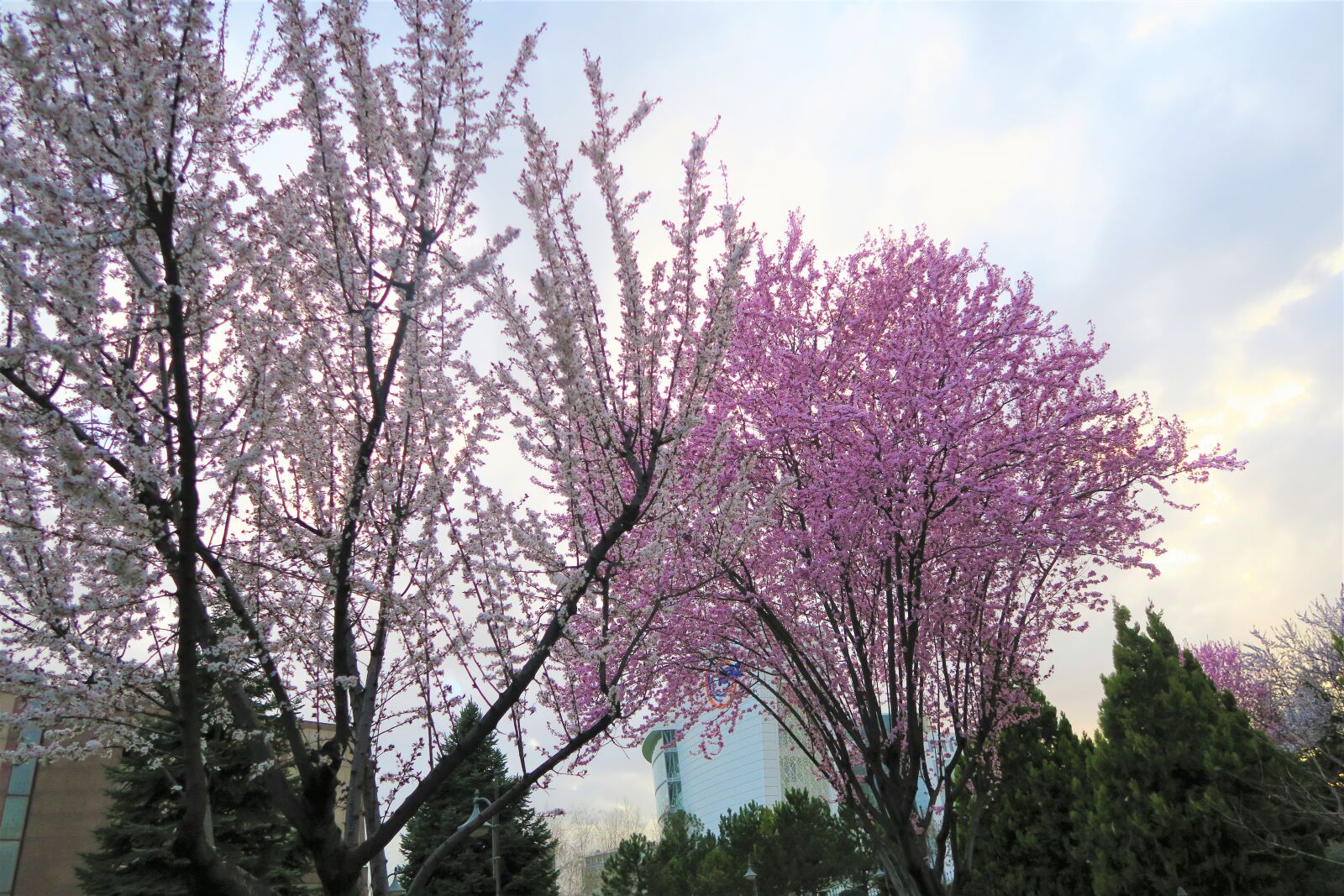 Canon PowerShot G7 X sample photo. Tree, current season, landscape photography