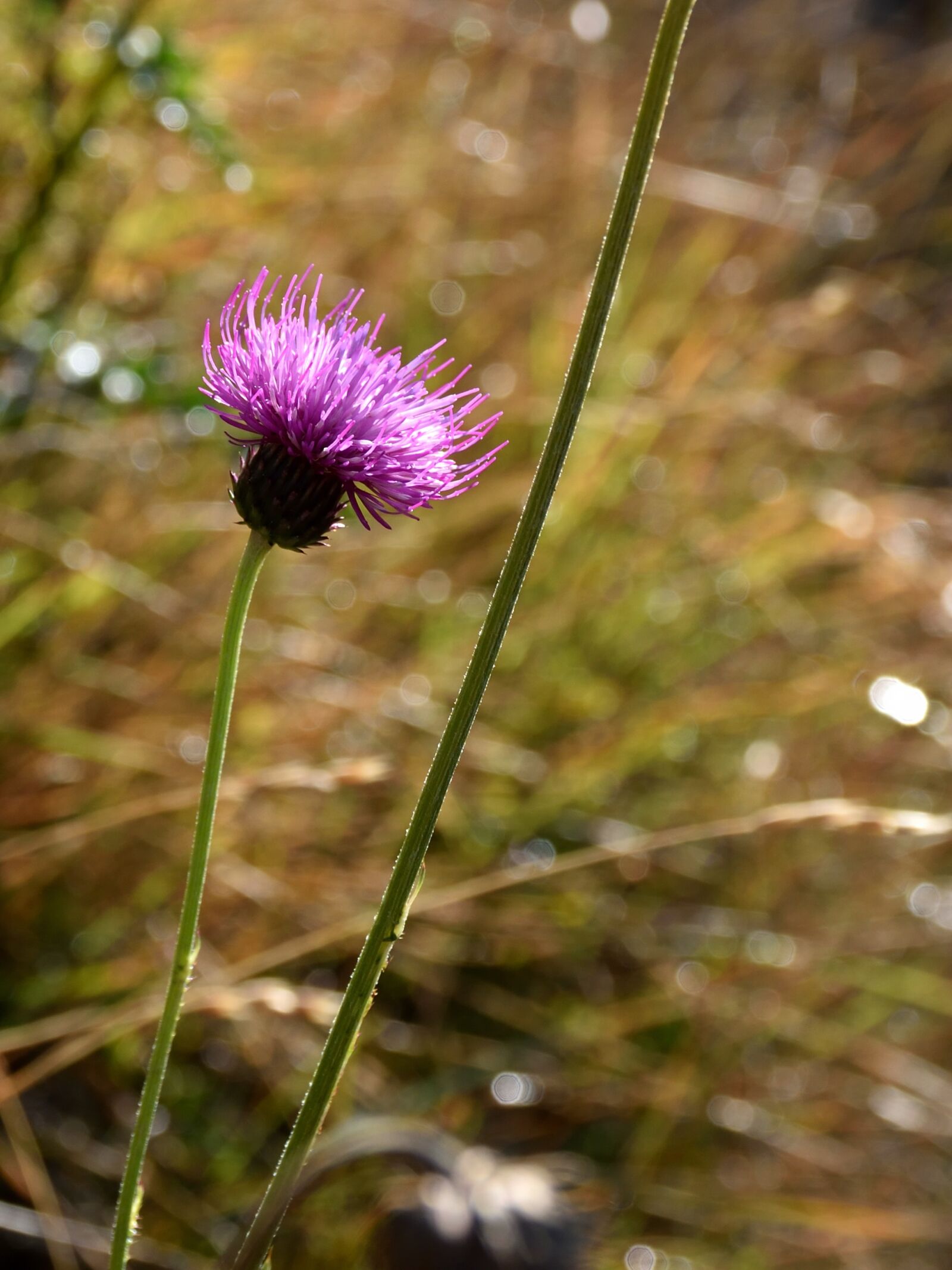 Nikon D5500 sample photo. Flower, meadow, close up photography