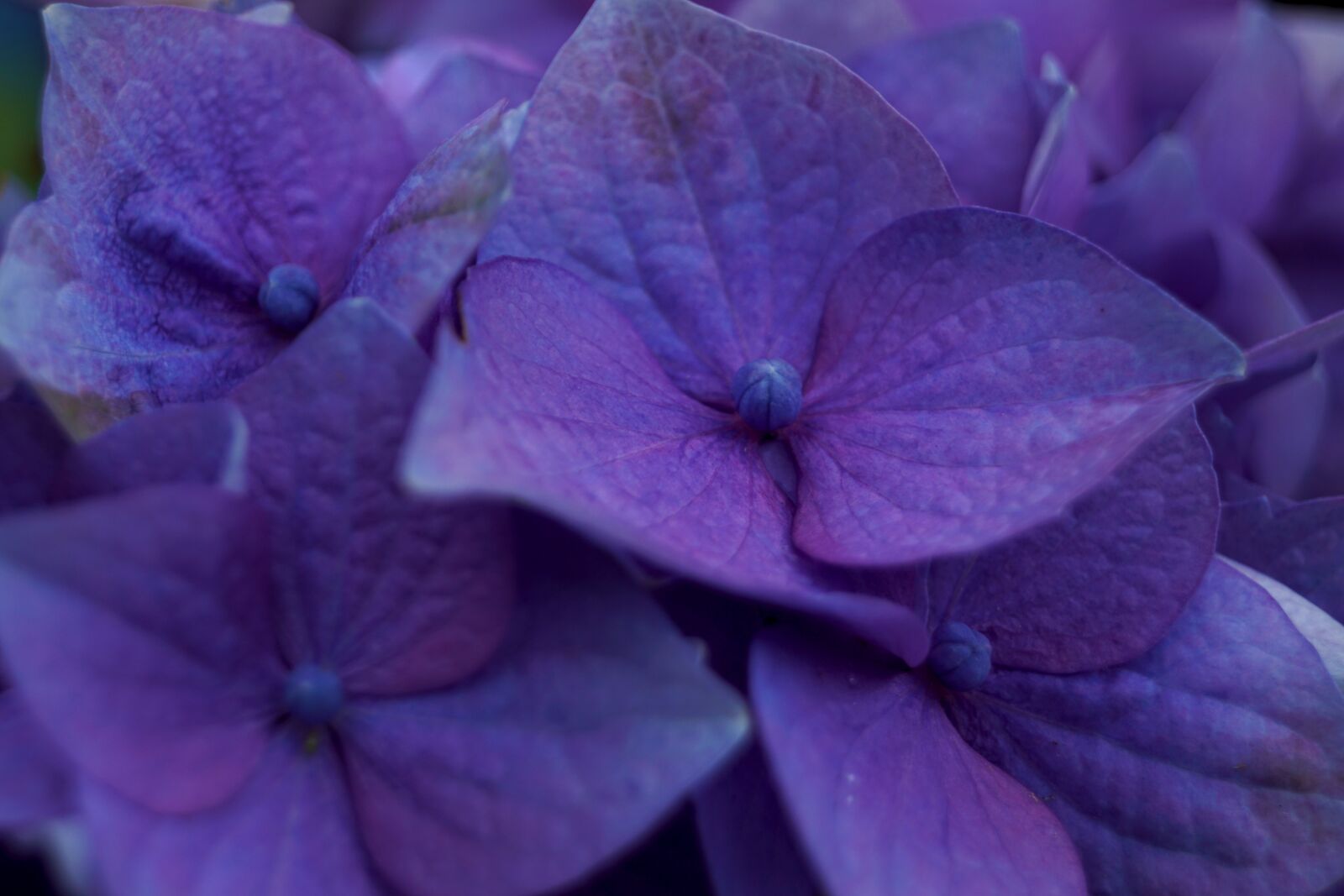 Sony SLT-A68 sample photo. Purple, flower, blossom photography