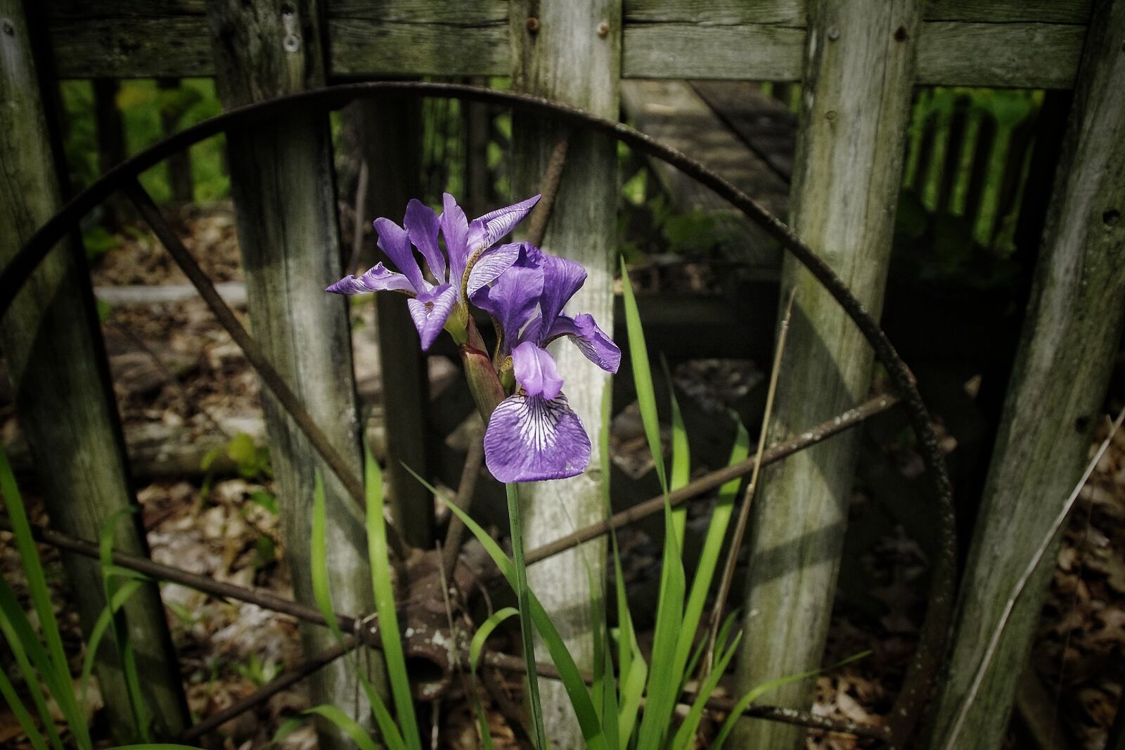 Pentax K-r sample photo. Old wheel, purple, flower photography