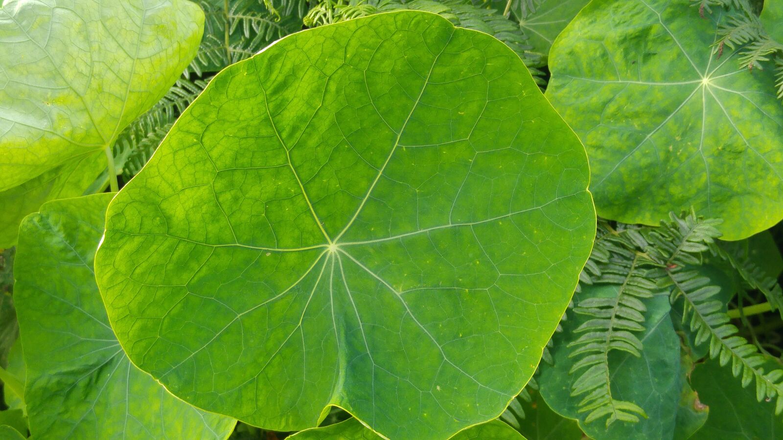 LG G4 sample photo. Green, plant, nature photography