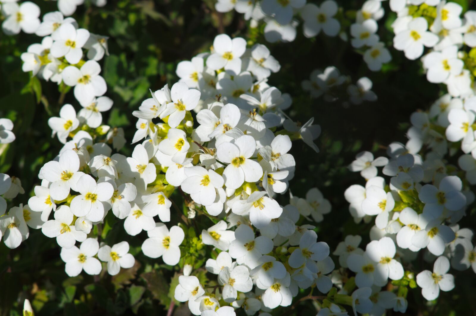 Sony 85mm F2.8 SAM sample photo. Glade, white flowers, nature photography