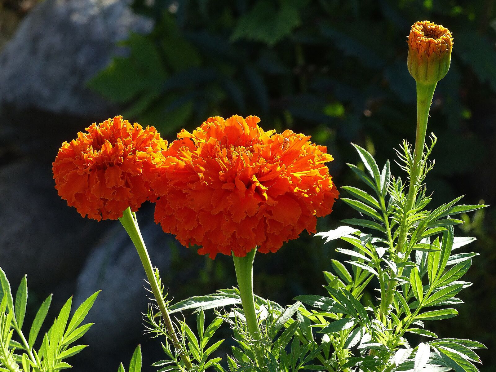 Panasonic Lumix DMC-FZ200 sample photo. Marigolds, flower, orange photography