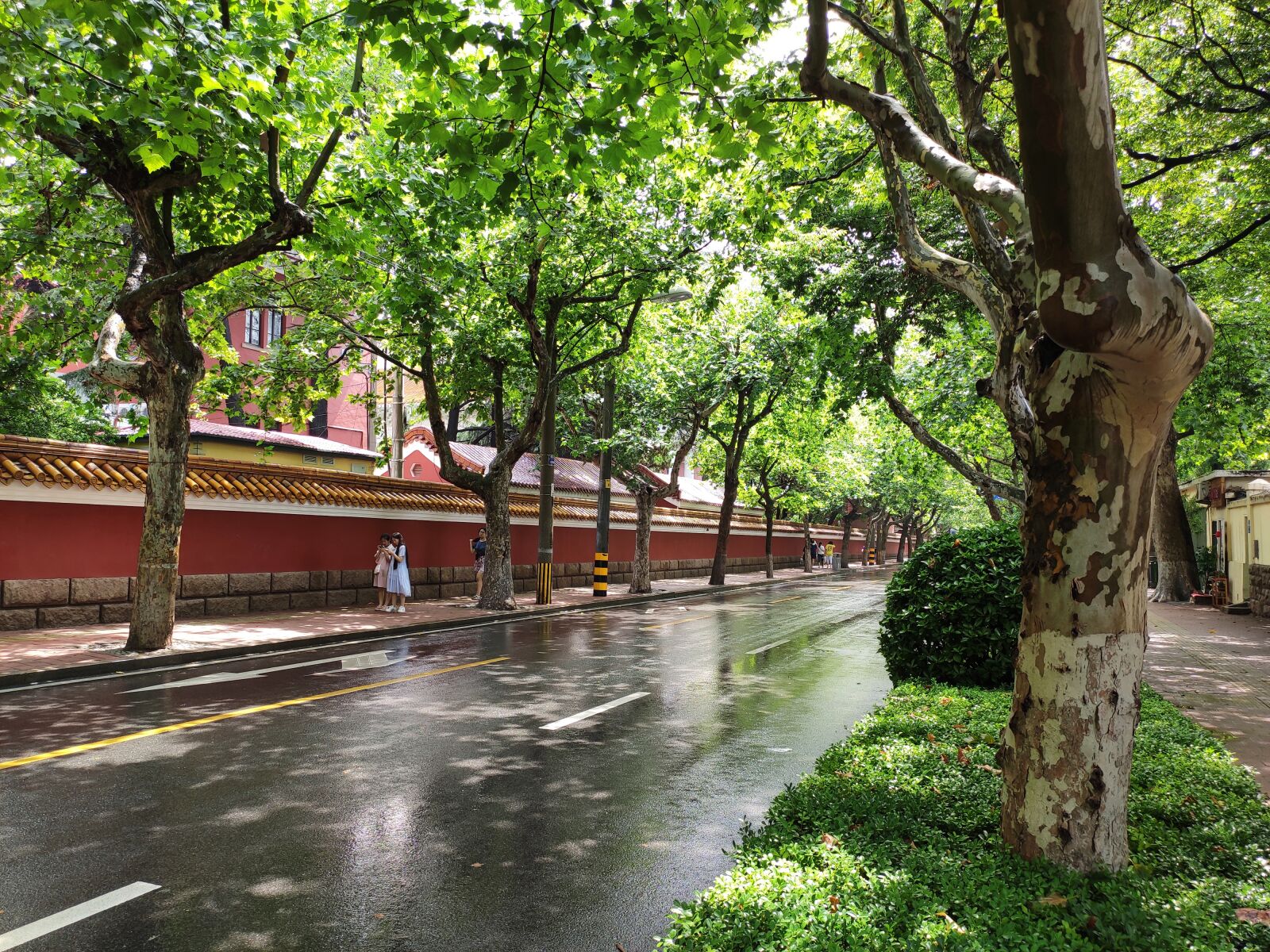 Xiaomi Redmi Note 7 Pro sample photo. Rain, street, tree photography