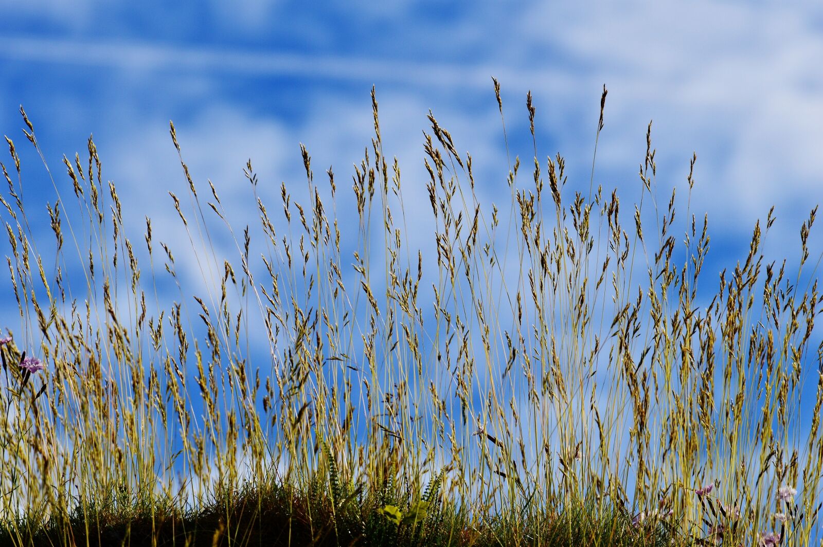 Nikon D3200 sample photo. Sky, blue, clouds photography