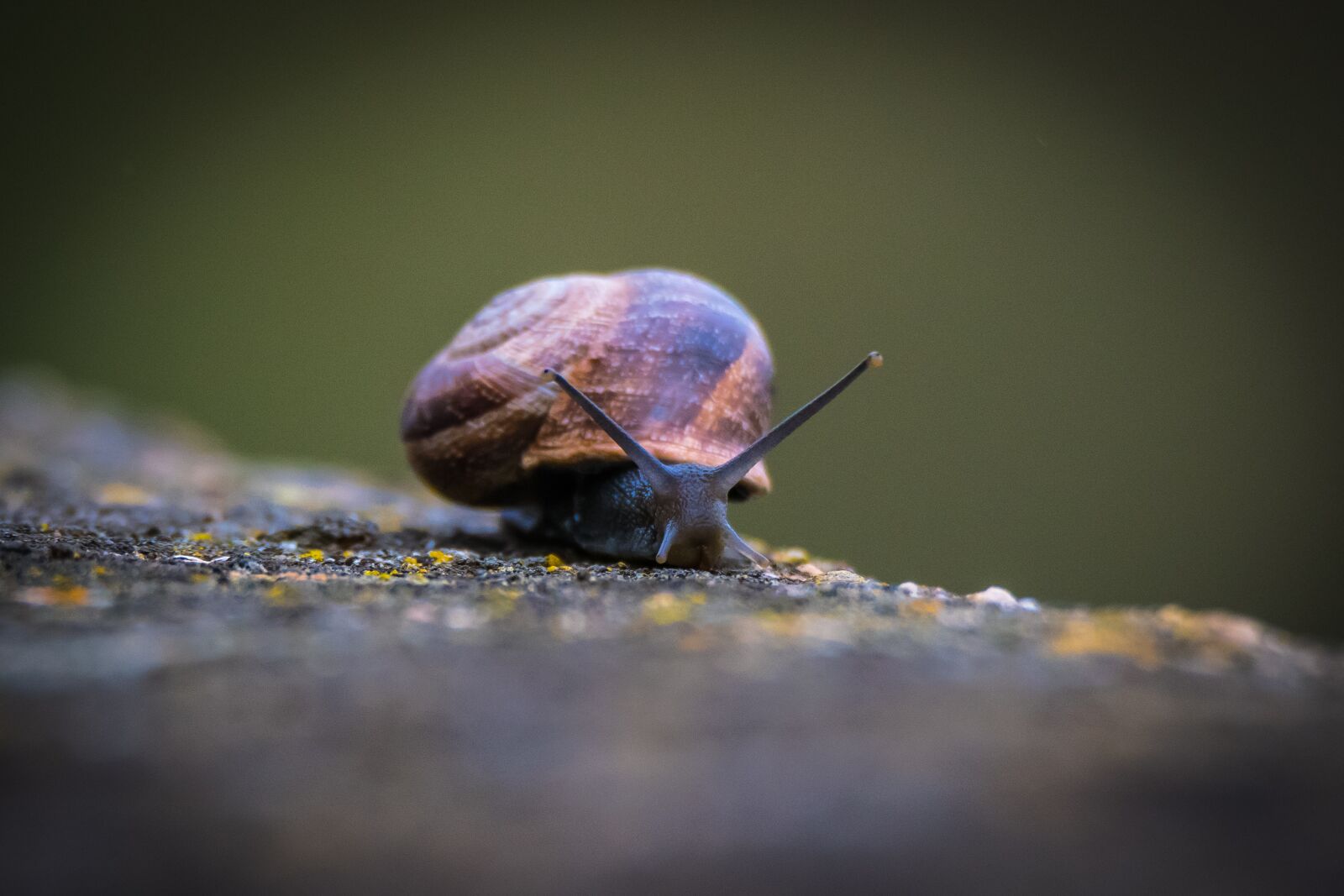 Nikon D5300 sample photo. Invertebrate, insect, animalia photography