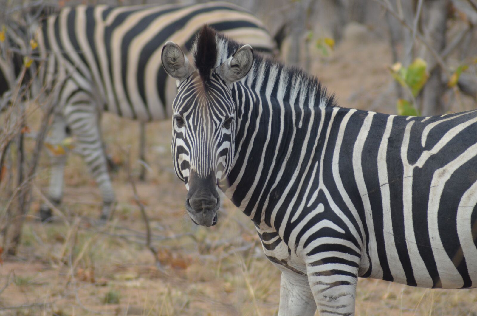 Nikon D5100 sample photo. Zebra, africa, safari photography