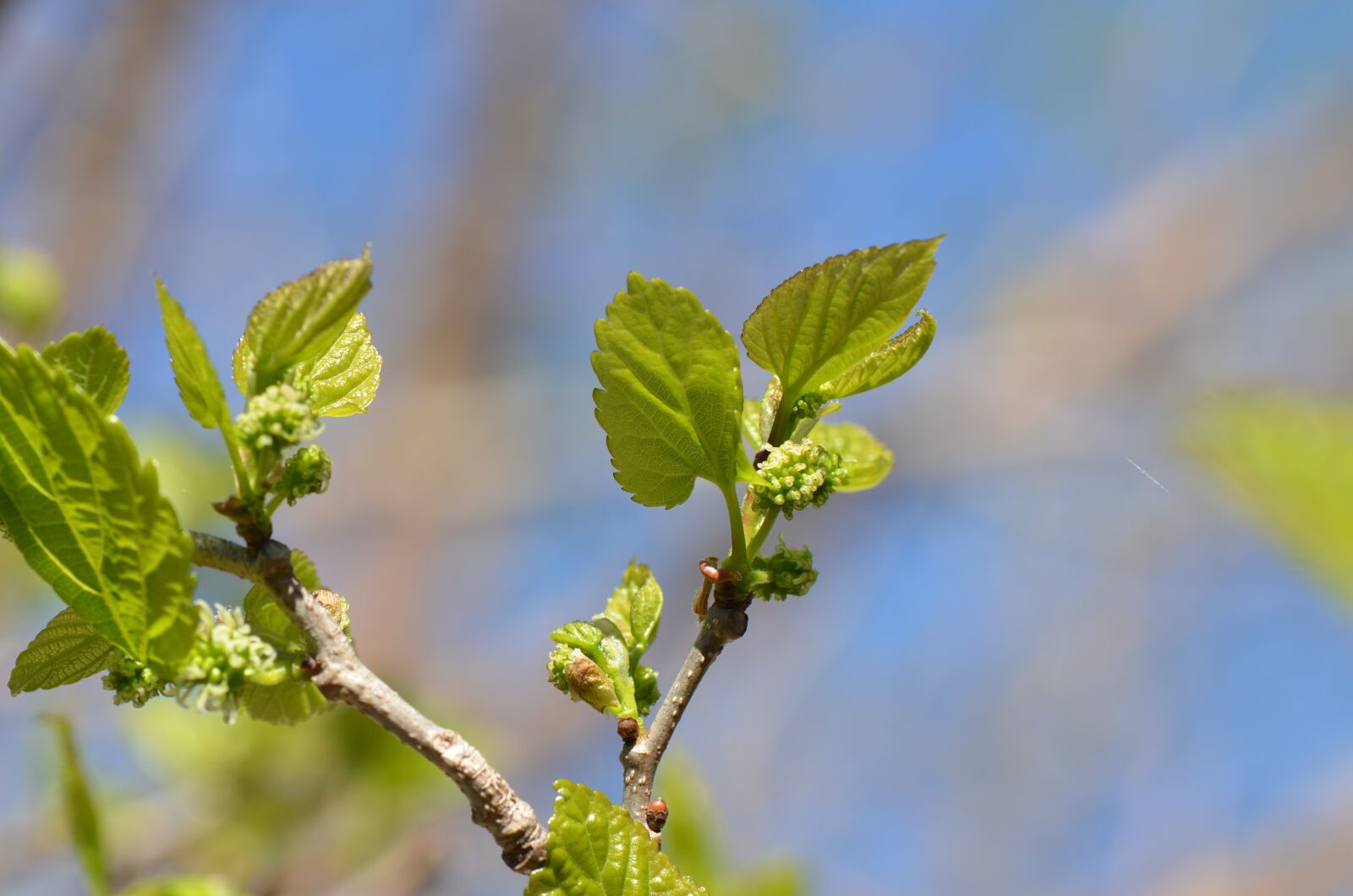 Nikon D7000 sample photo. Tree, spring, nature photography
