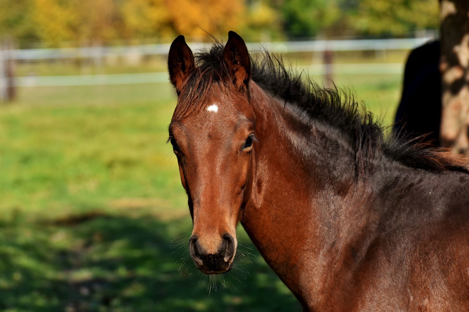 Nikon D7200 sample photo. Foal, horse, small horse photography