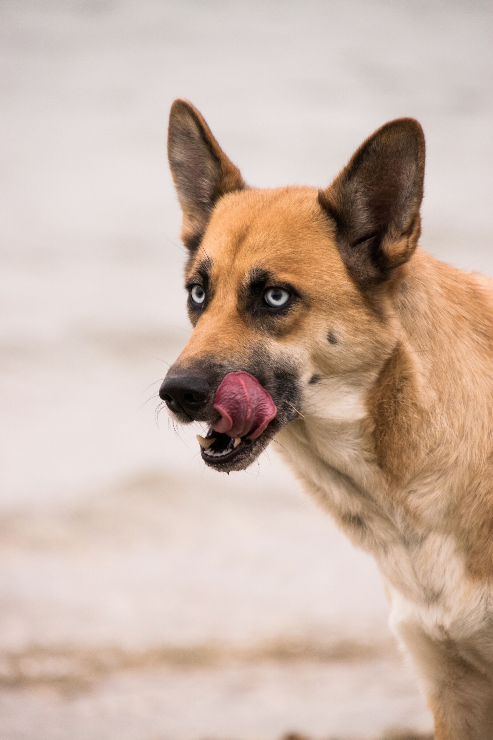 Nikon D3300 sample photo. Tongue, dog, animal photography