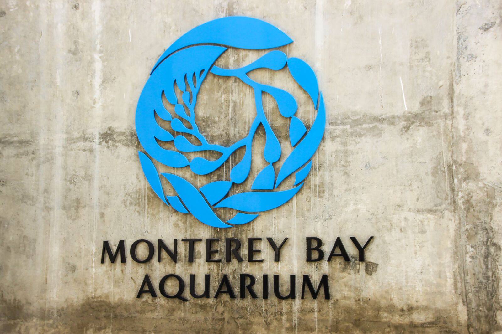 Canon EOS 600D (Rebel EOS T3i / EOS Kiss X5) sample photo. Monterey bay aquarium, california photography