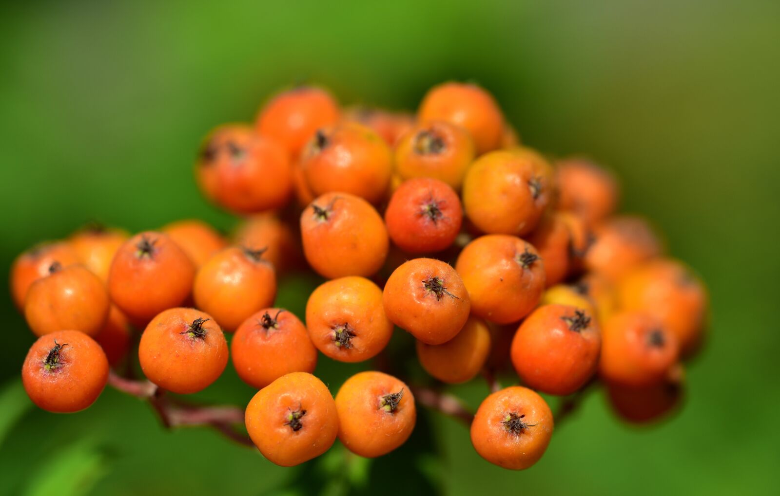Nikon D750 sample photo. Berries, rowanberries, nature photography