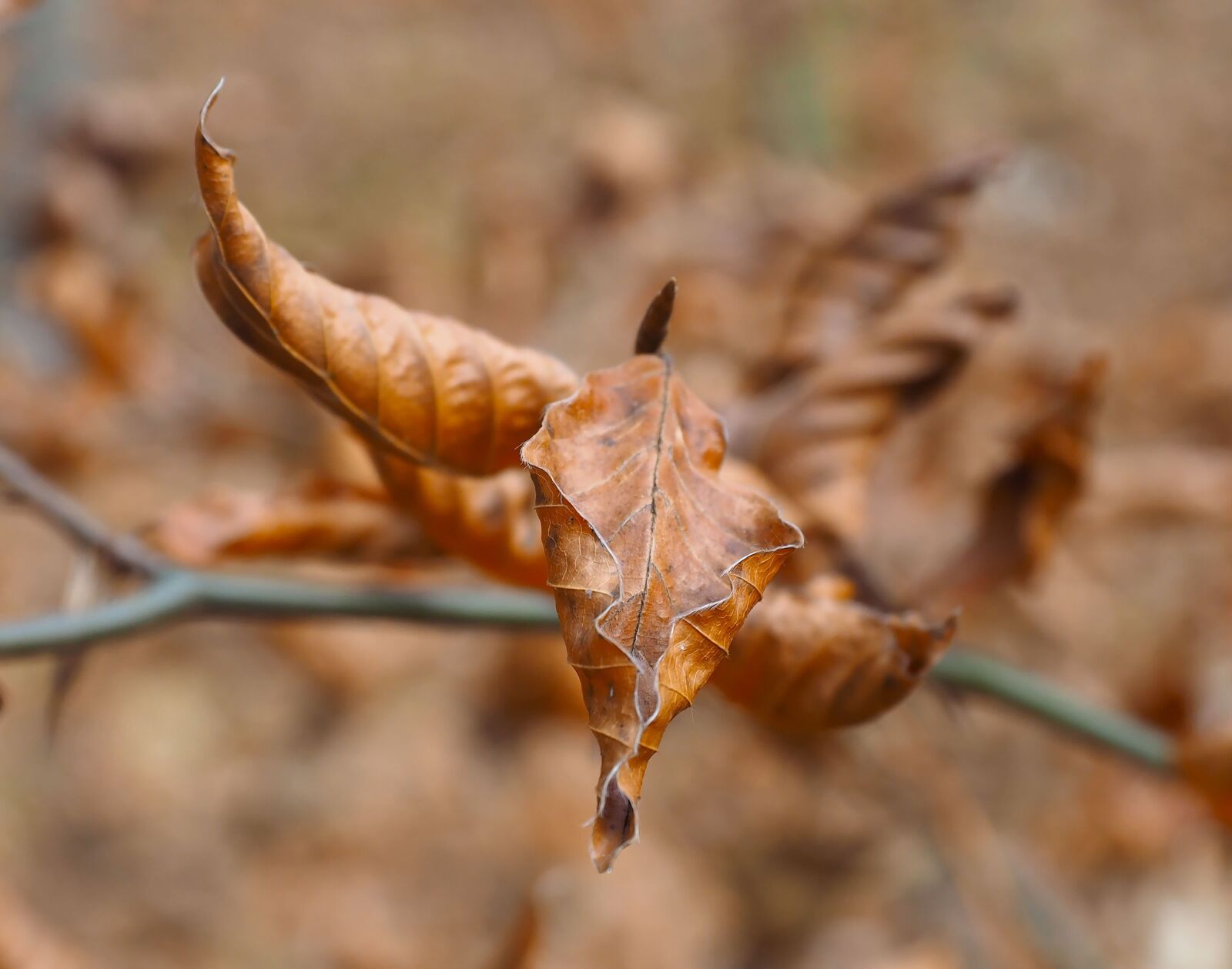 Olympus OM-D E-M1 + Olympus M.Zuiko Digital ED 12-40mm F2.8 Pro sample photo. Leaves, fall, autumn leaf photography
