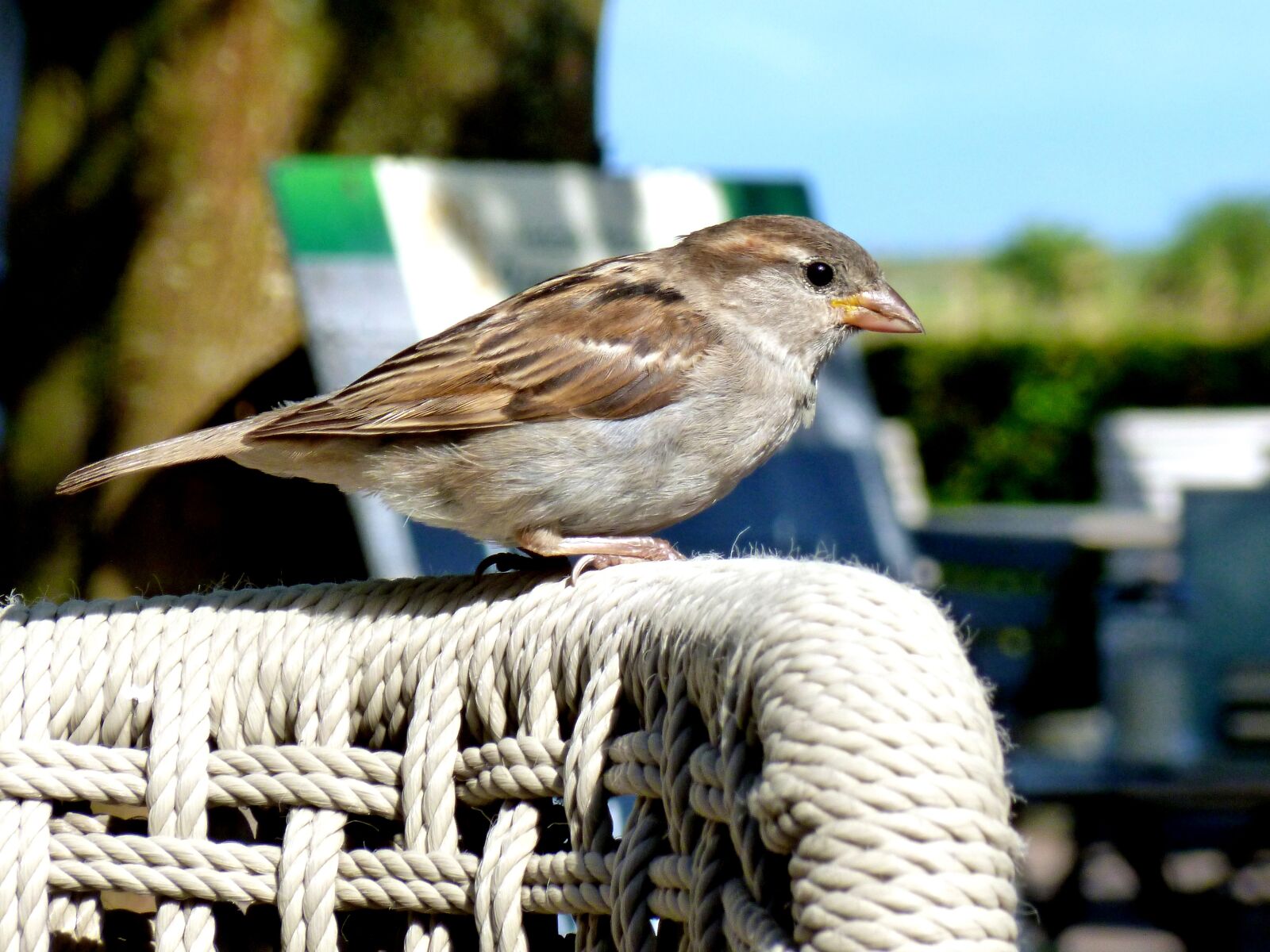 Panasonic DMC-FS37 sample photo. Sparrow, sperling, songbird photography