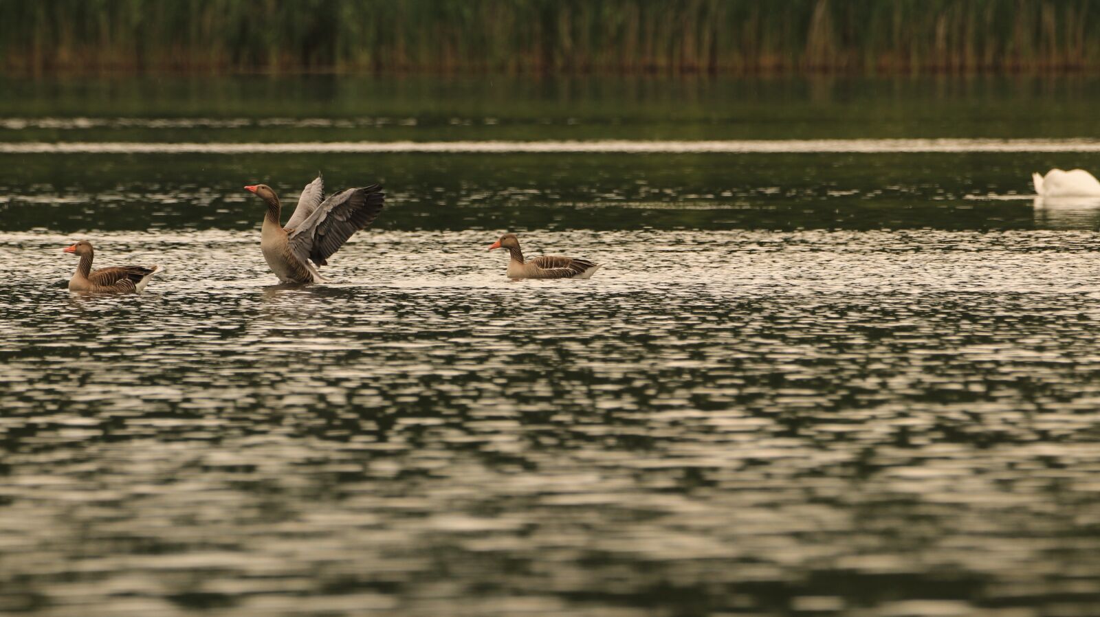 150-600mm F5-6.3 DG OS HSM | Contemporary 015 sample photo. Goose, lake, water photography