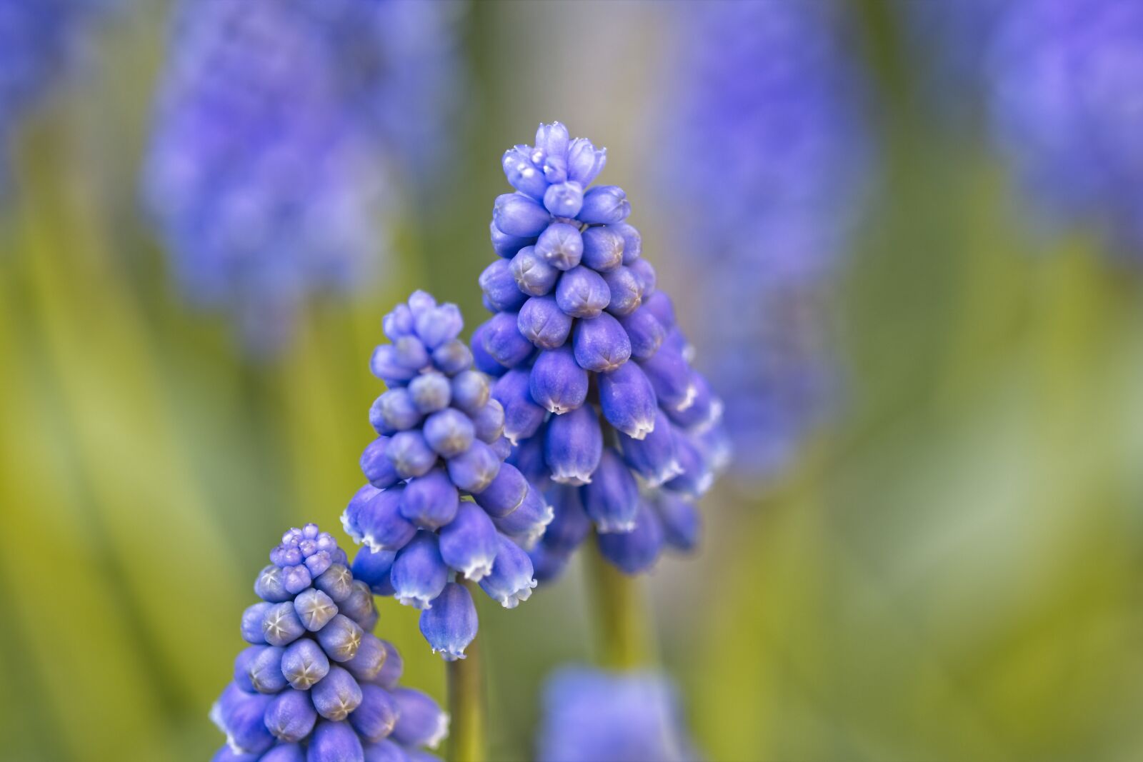 Canon TAMRON SP 90mm F/2.8 Di VC USD MACRO1:1 F004 sample photo. Blue grape, muscari botryoides photography