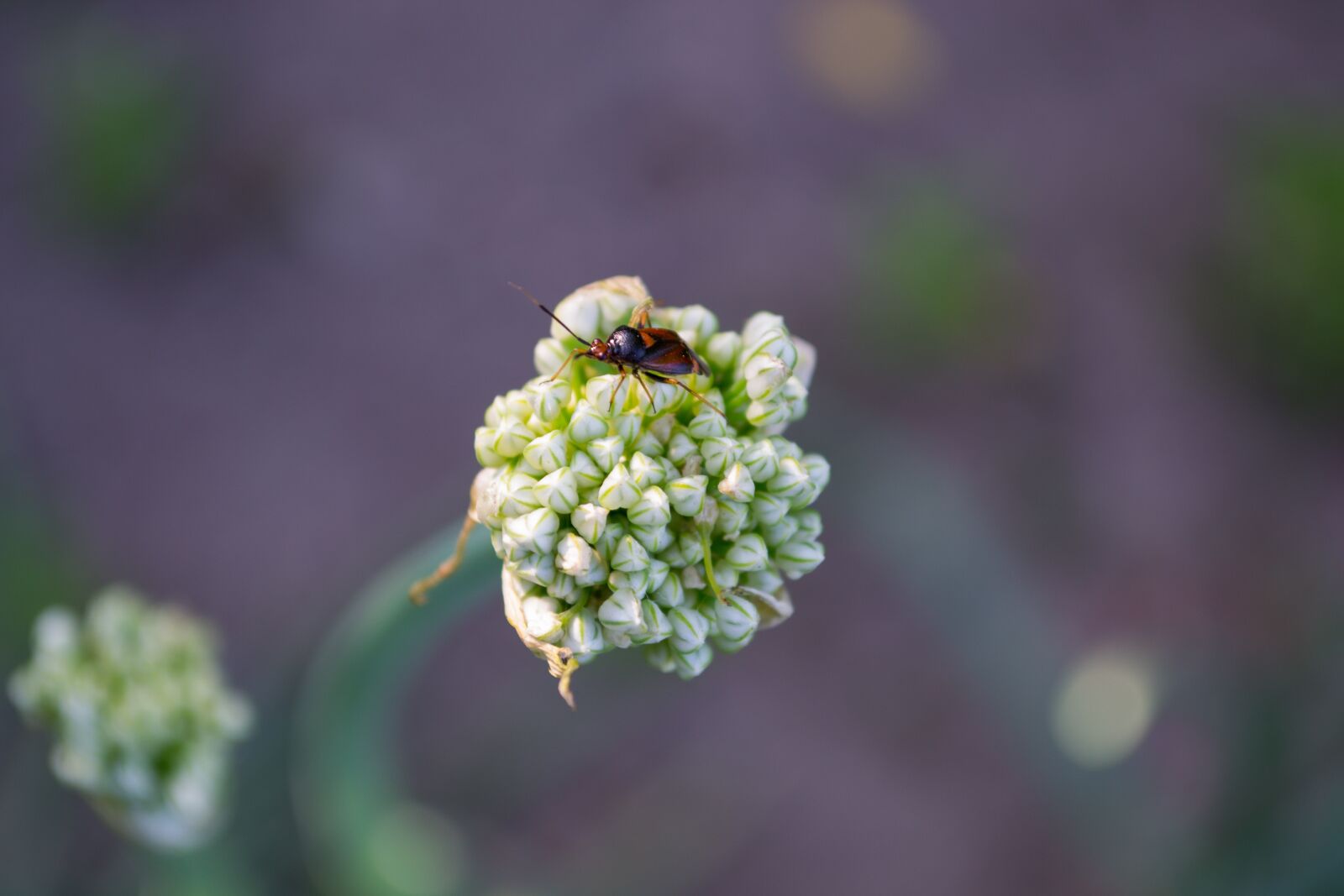 Nikon D3100 sample photo. Tipster, flower, macro photography