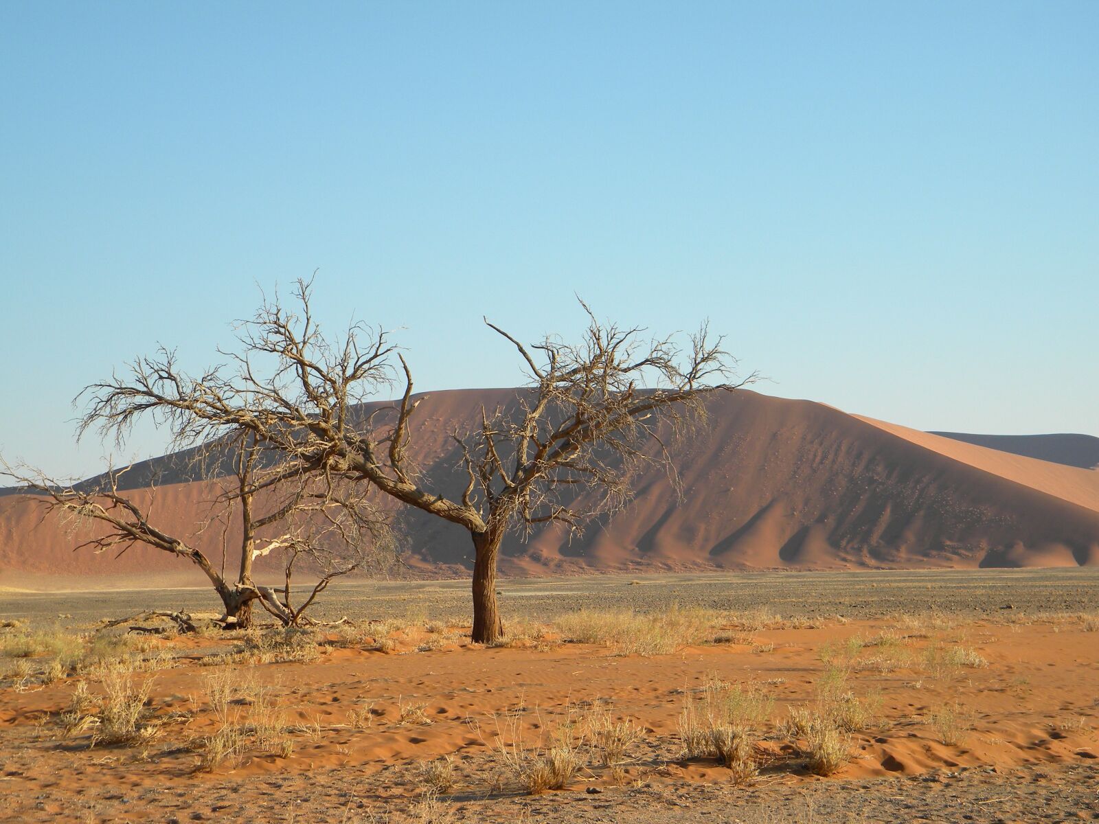 Nikon Coolpix L100 sample photo. Namibia, namib, desert photography