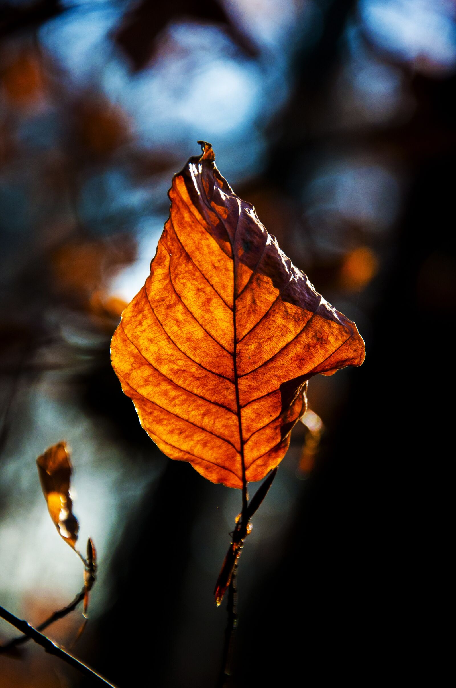 Nikon D90 sample photo. Autumn, leaf, forest photography