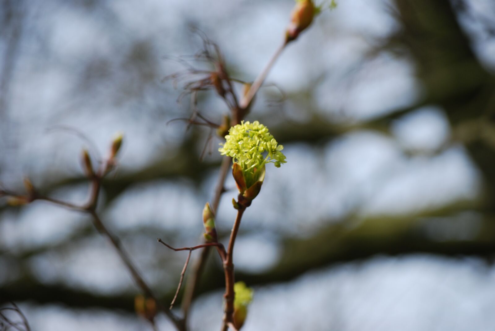 Nikon D40X sample photo. Blossom, bloom, spring photography