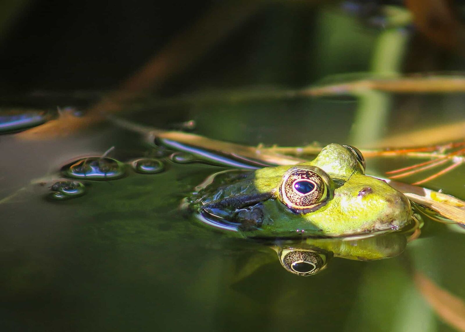 Canon EOS 1100D (EOS Rebel T3 / EOS Kiss X50) sample photo. Frog, nature, water, reflection photography