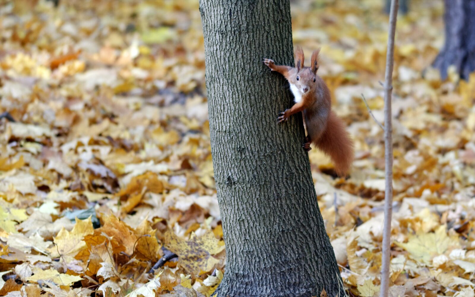 Nikon D5100 sample photo. Squirrel, pet, hang photography