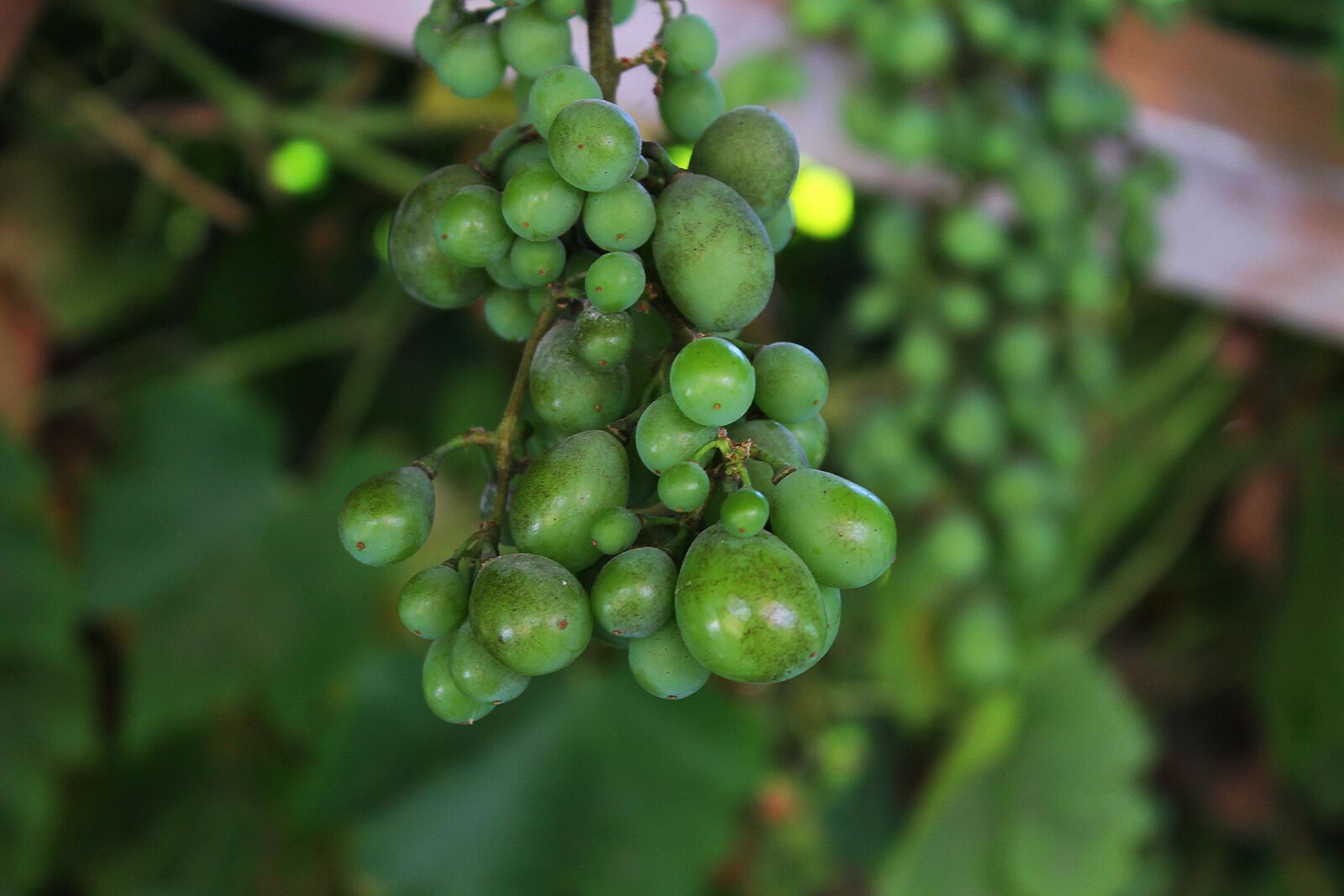 Canon EOS 1100D (EOS Rebel T3 / EOS Kiss X50) sample photo. Grape, bunch of grapes photography