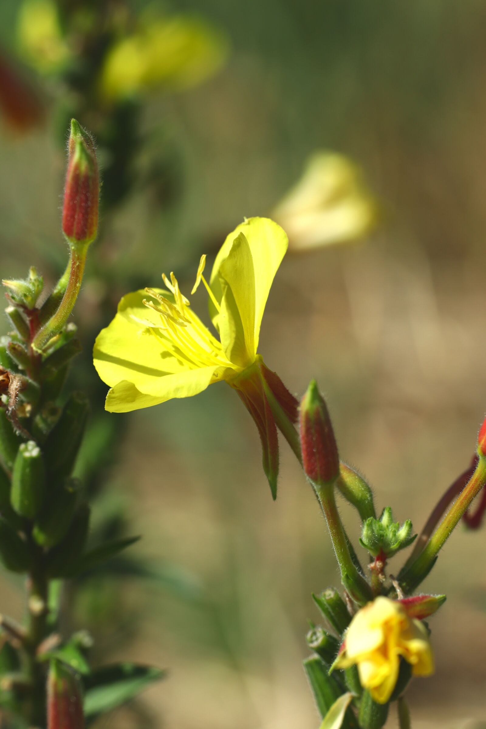 Canon EOS 200D (EOS Rebel SL2 / EOS Kiss X9) sample photo. Flower, yellow, nature photography