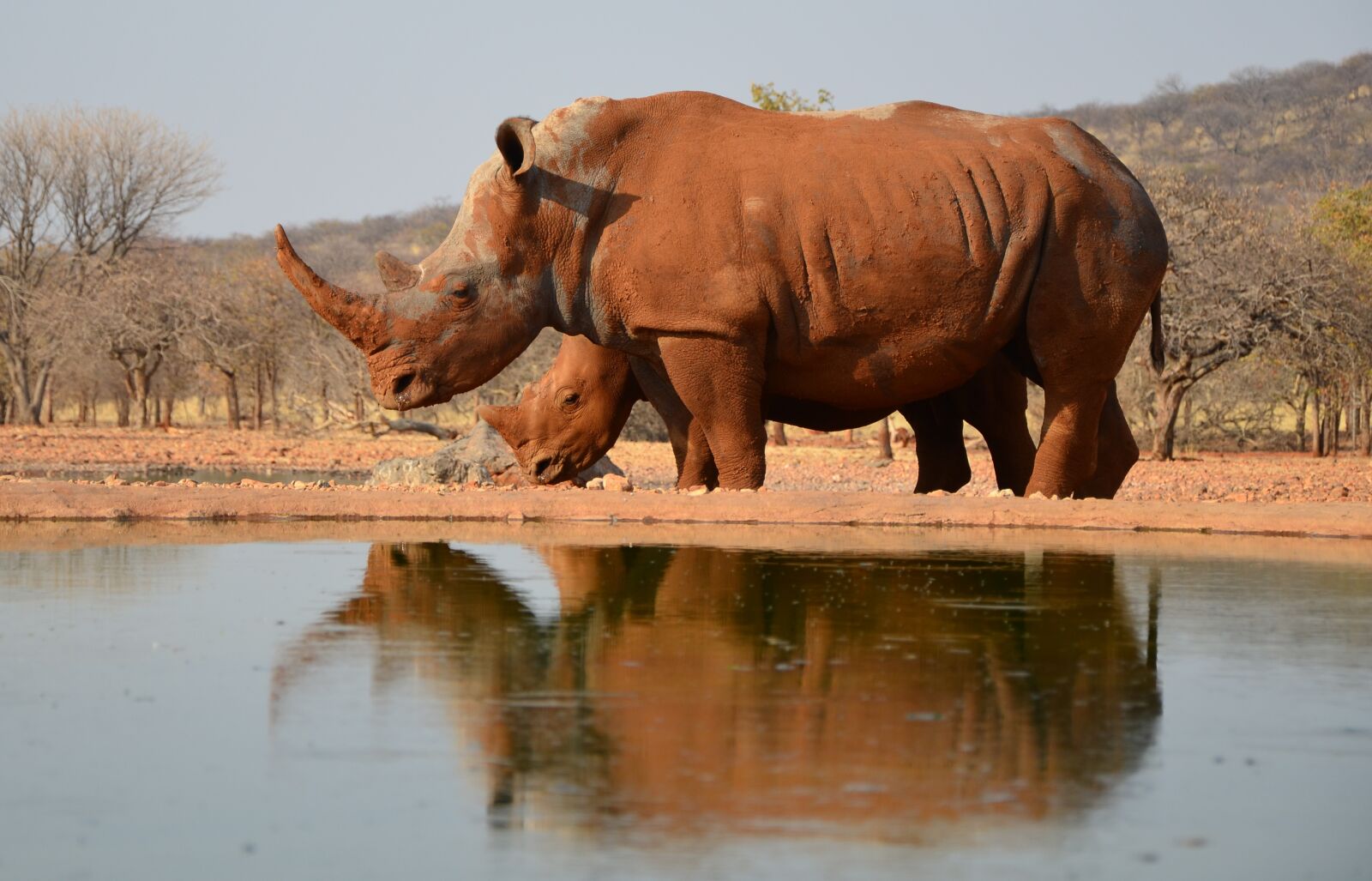 Nikon D5100 sample photo. Rhino, africa, animal photography