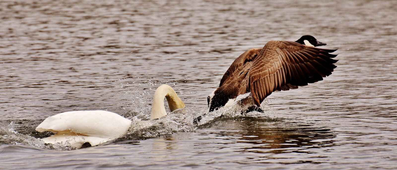 Nikon D7200 sample photo. Swan, bite, wild goose photography