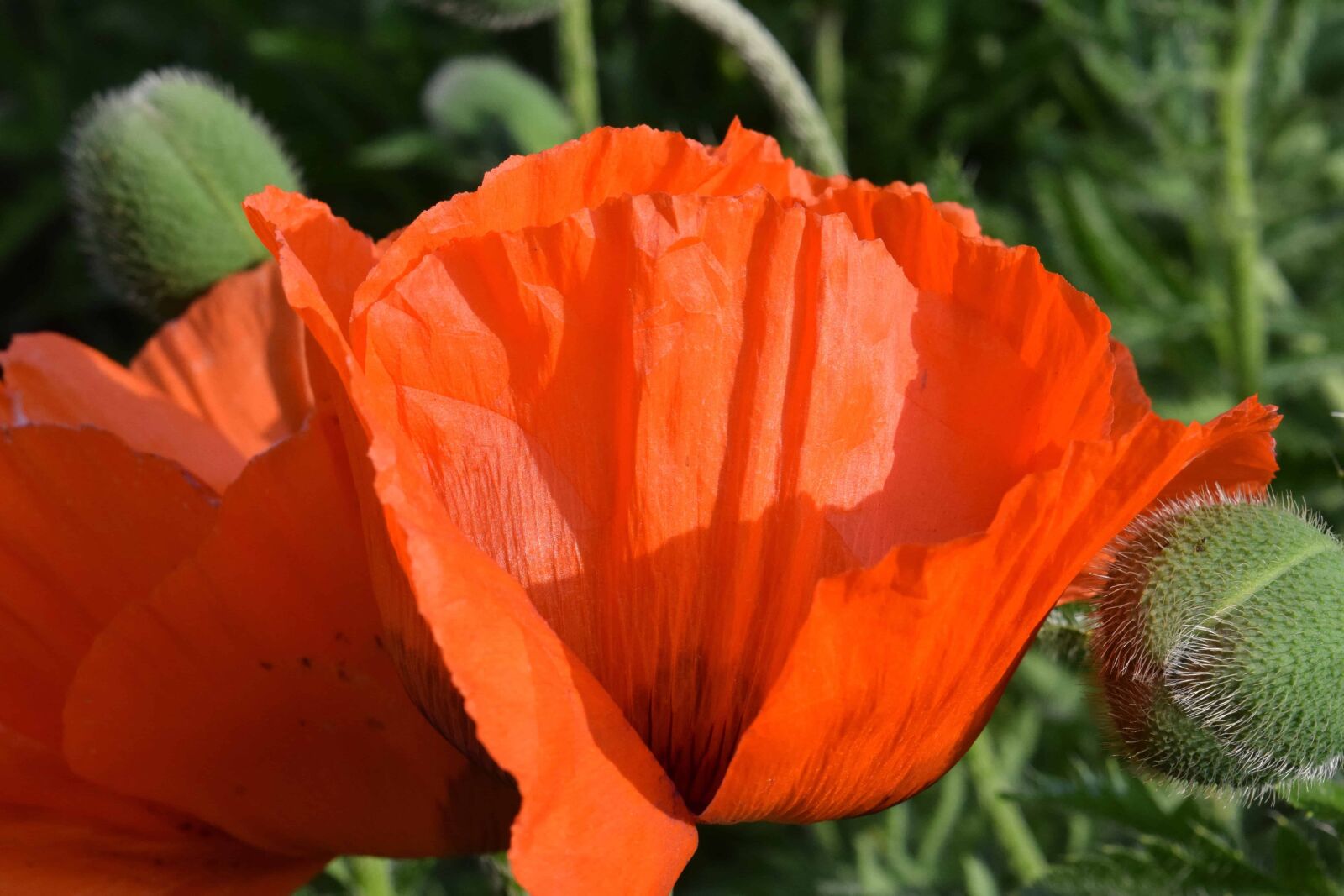 Nikon D3300 sample photo. Nature, opium poppy, flower photography