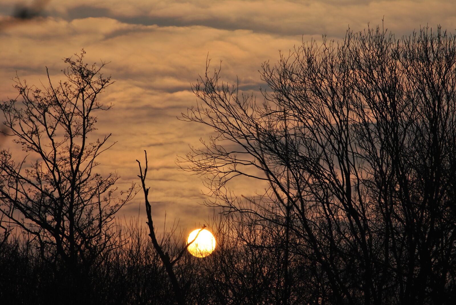 Nikon D3000 sample photo. Sunset, landscape, trees photography