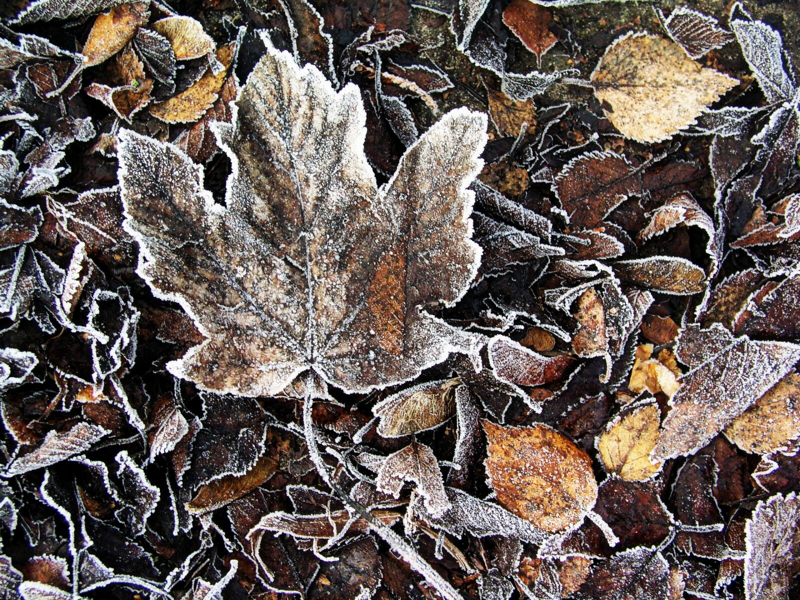 Olympus C5050Z sample photo. Nature, leaf, fall photography