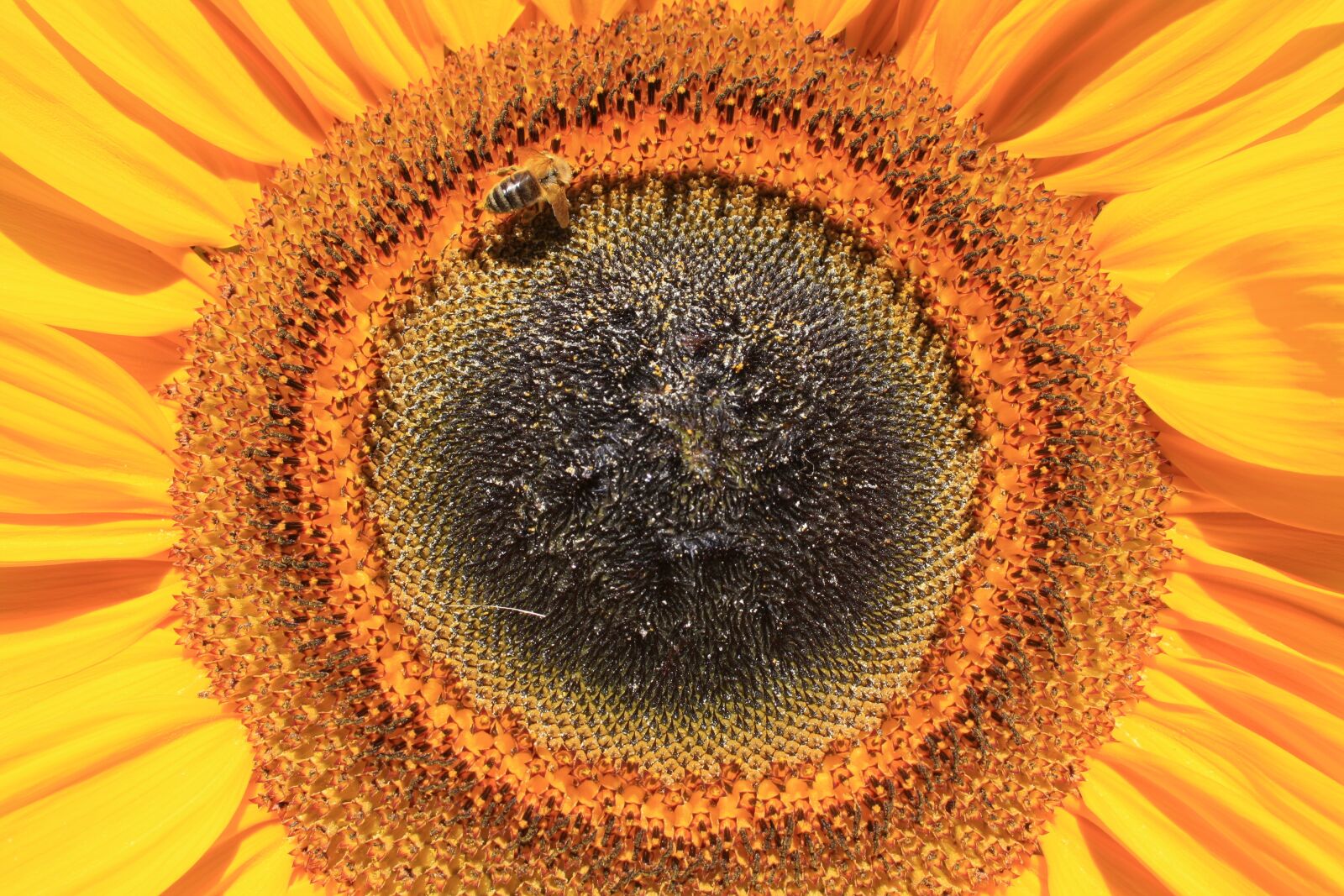 Canon EOS 1000D (EOS Digital Rebel XS / EOS Kiss F) sample photo. Sunflower, bee, nature photography