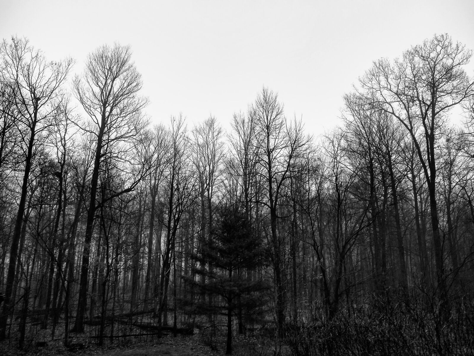 Motorola moto g(6) sample photo. Trees, dark, forest photography