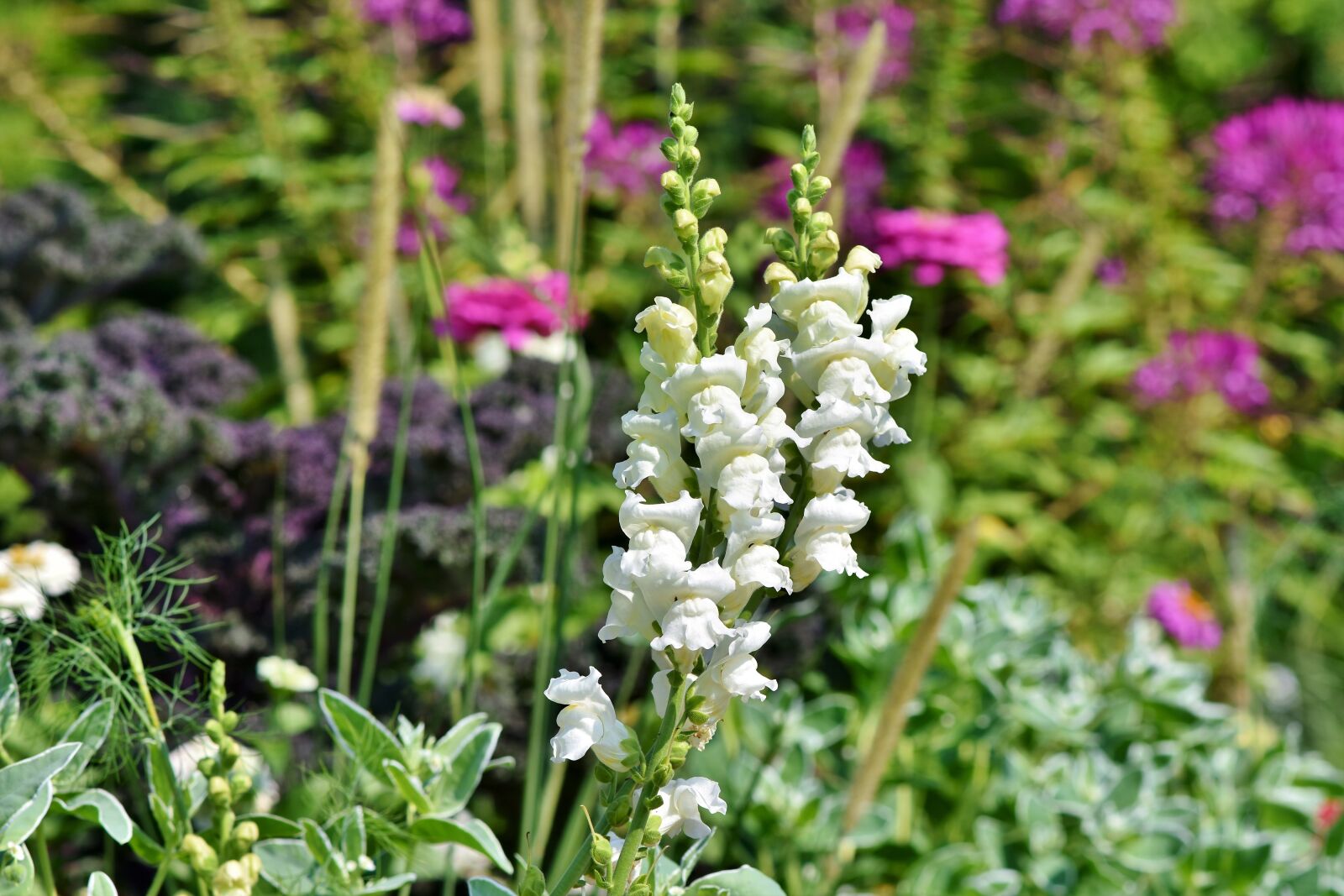 Nikon D7200 sample photo. Loewenmaeulchen, snapdragon, flower photography
