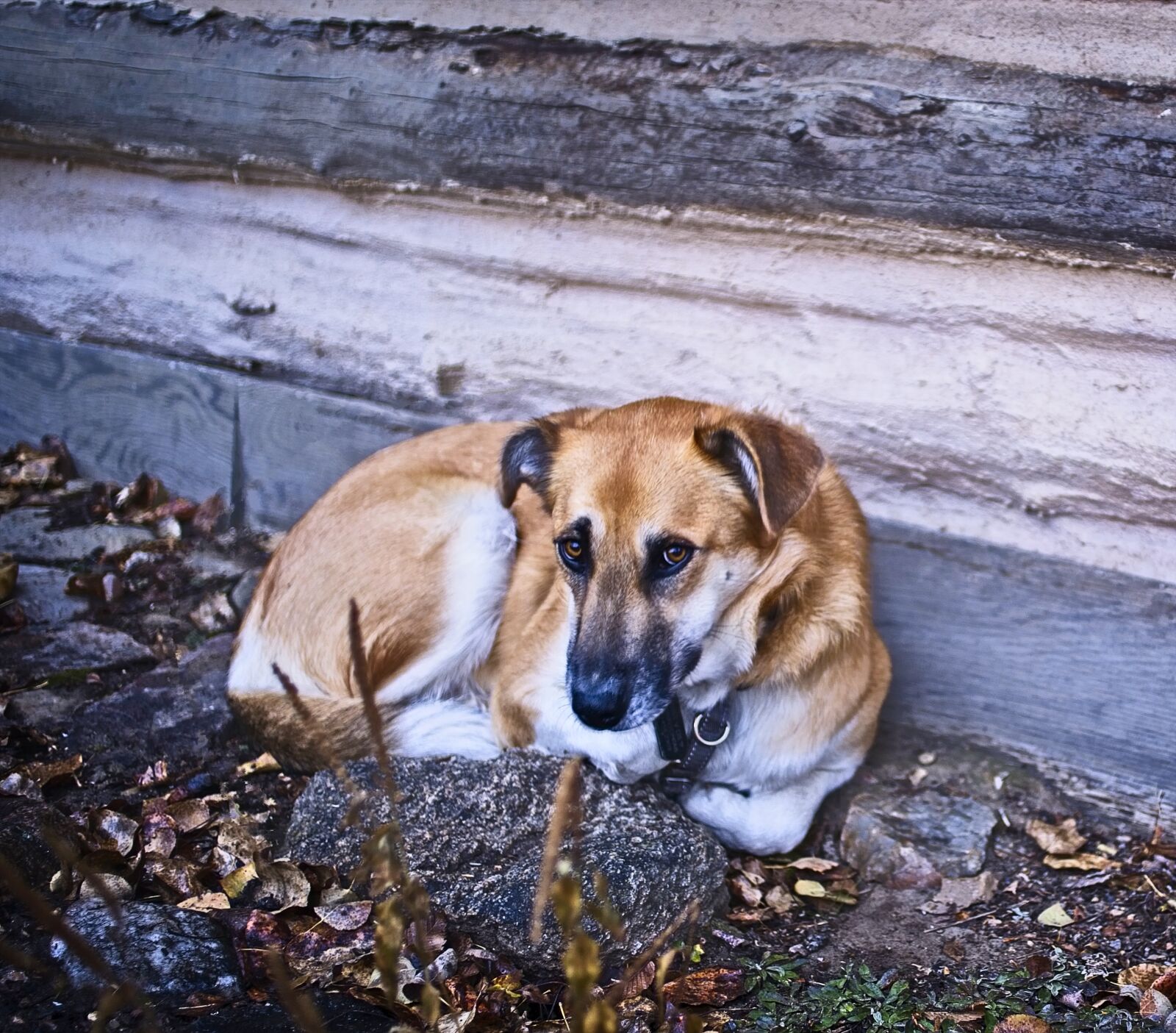 Sony a7 III sample photo. Dog, rustic, wall photography