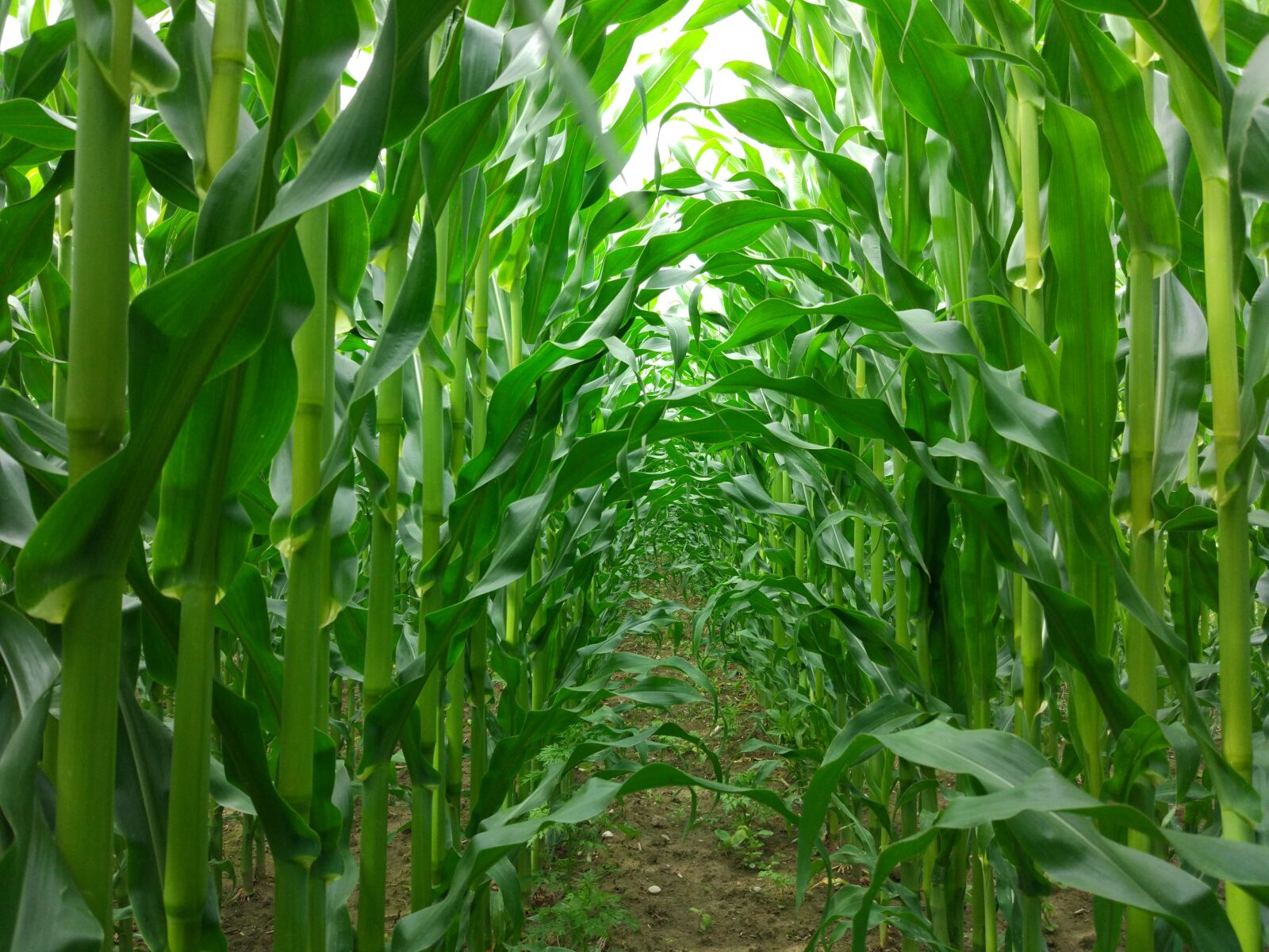 Xiaomi MI 5 sample photo. Corn, passage, field photography