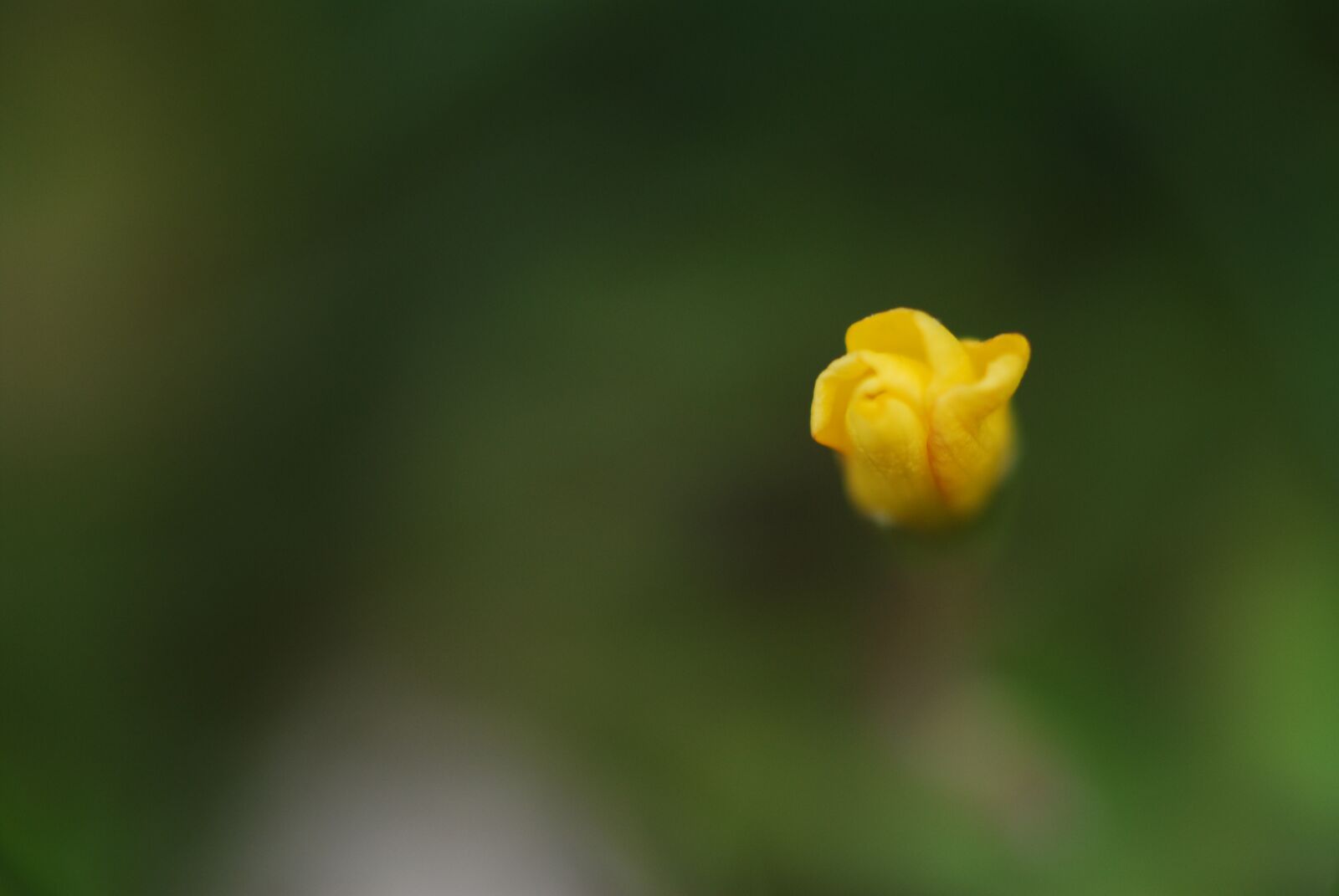 Nikon D200 sample photo. Flower, yellow, nature photography