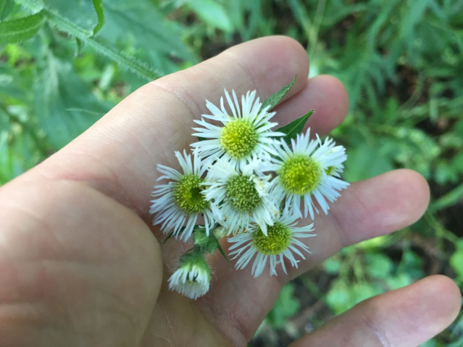 iPhone 6 back camera 4.15mm f/2.2 sample photo