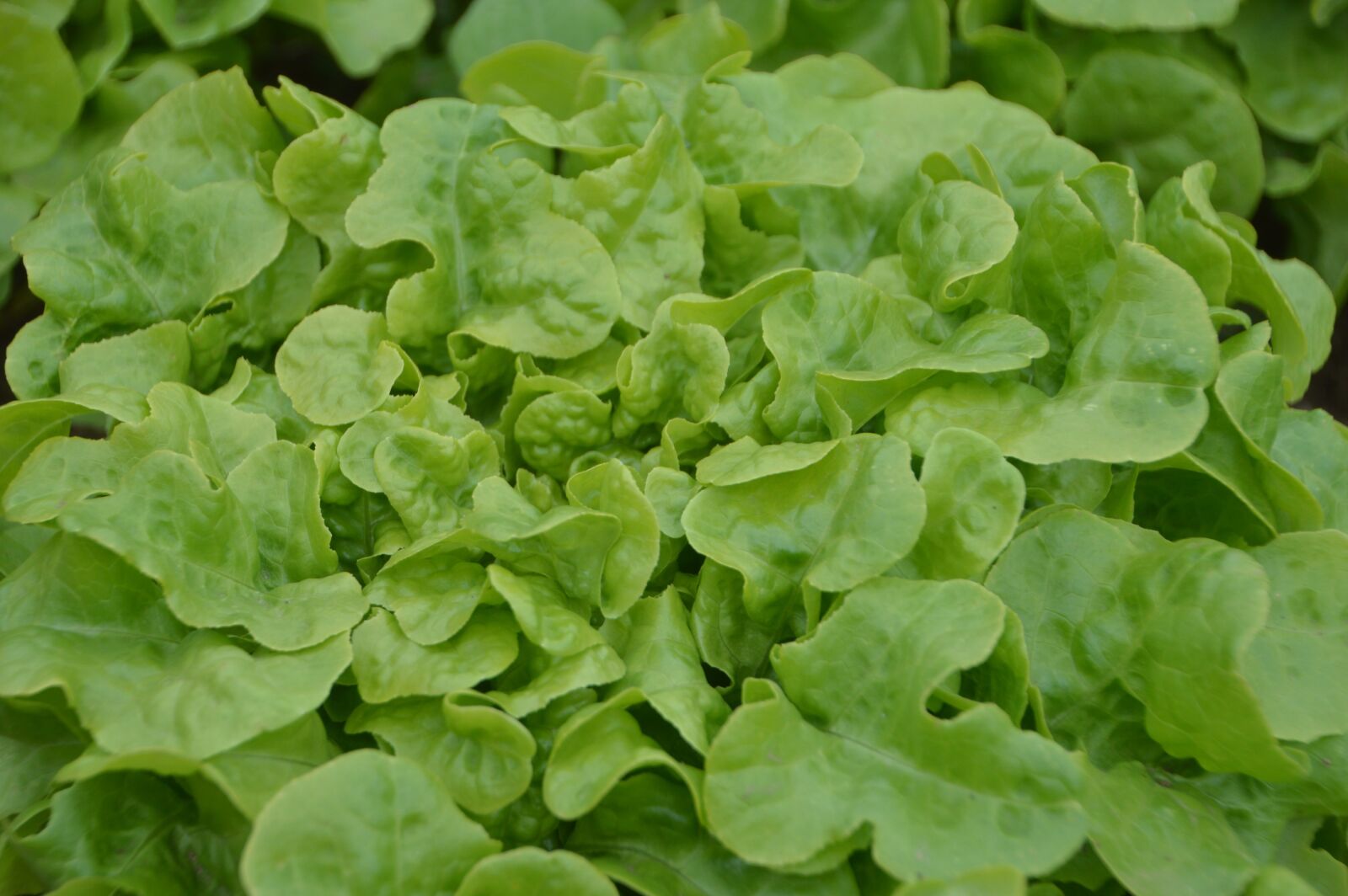 Nikon D3200 sample photo. Salad, lettuce, food photography