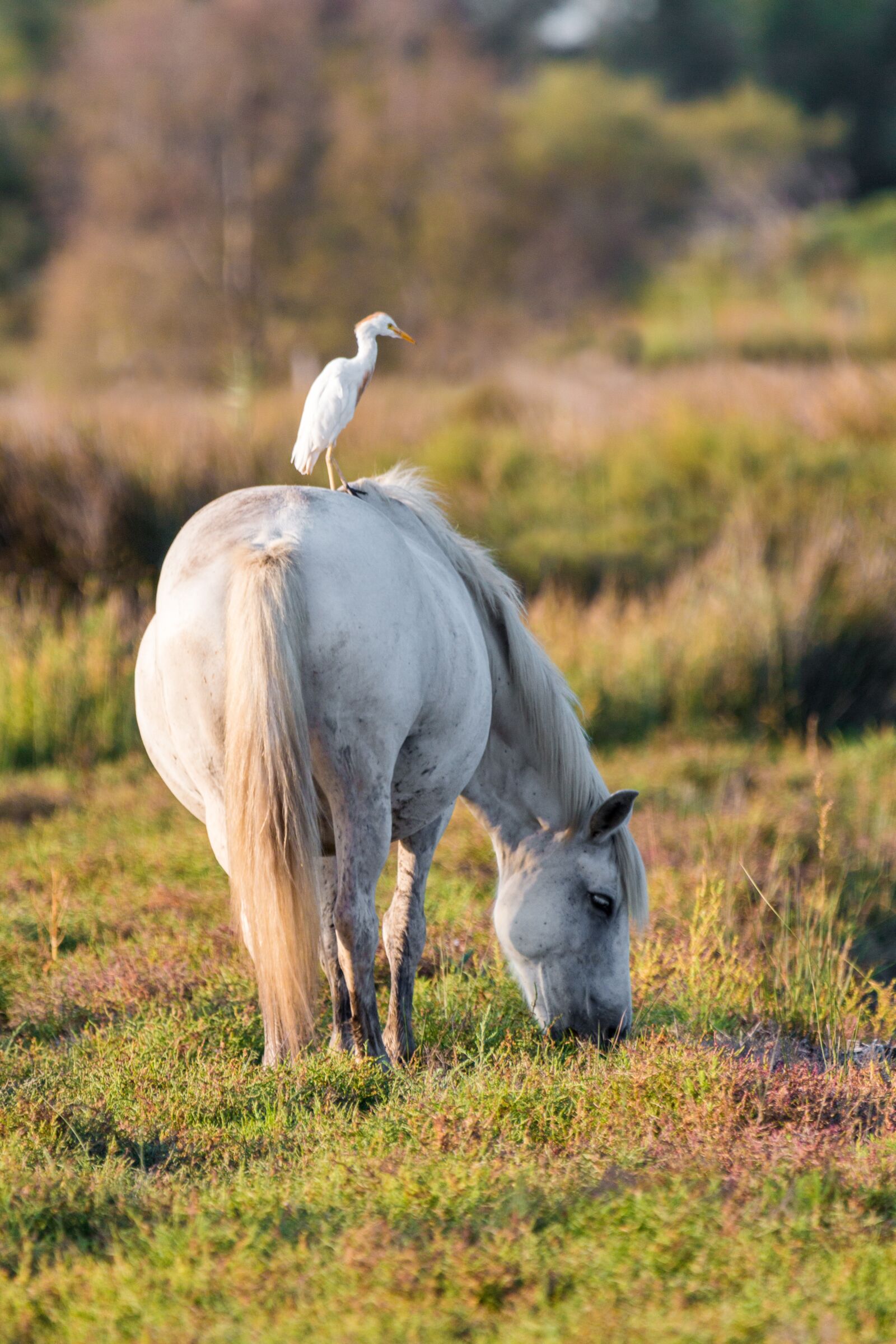 150-600mm F5-6.3 DG OS HSM | Contemporary 015 sample photo. Cattle egret, white horse photography