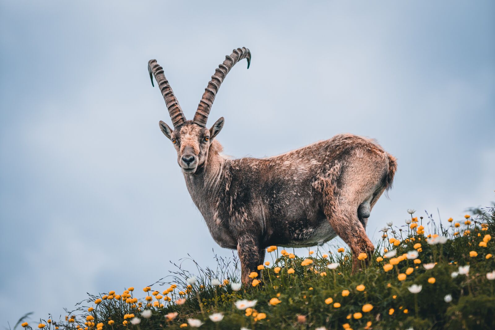 Sigma 105mm F1.4 DG HSM Art sample photo. Capricorn, animal, alpine photography
